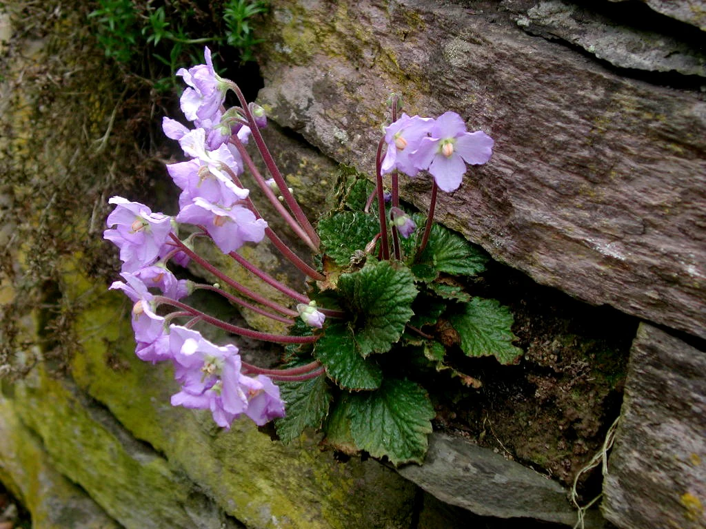 Purple flowers with green leaves growing from a rocky cliff
