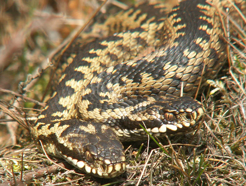 Two adder snakes on grass with patterned scales in natural setting