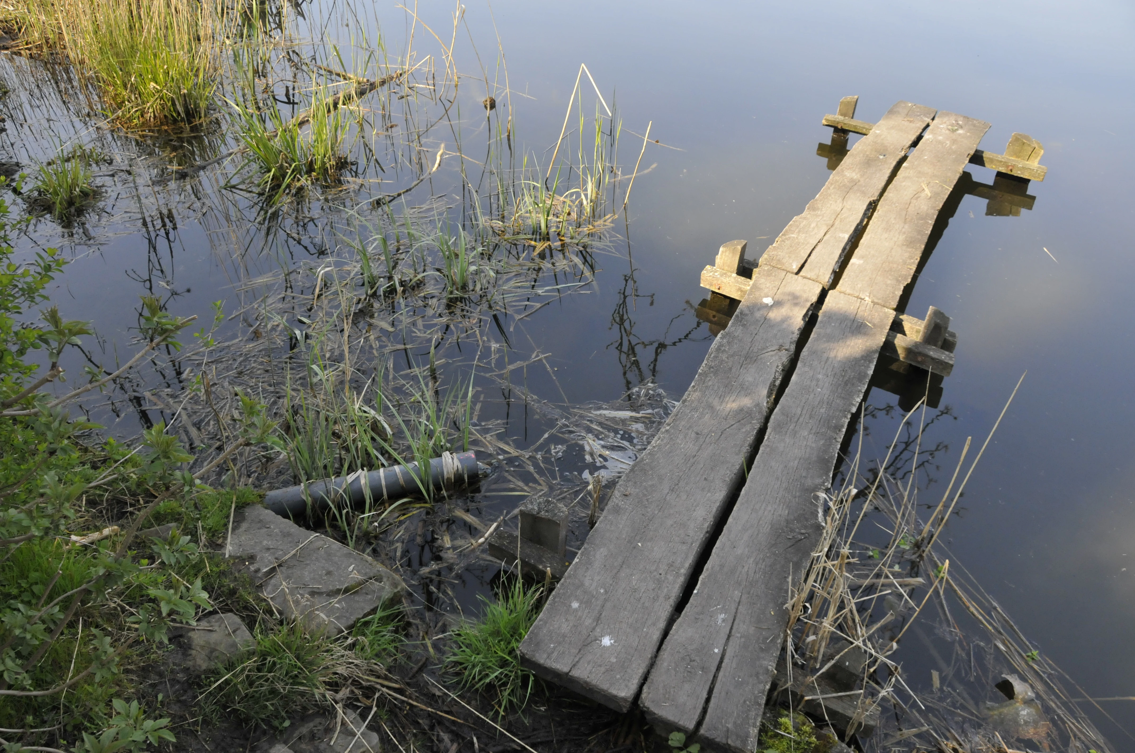 A simple wooden boardwalk pier extends from a grassy, reedy shore into the still water of a pond.