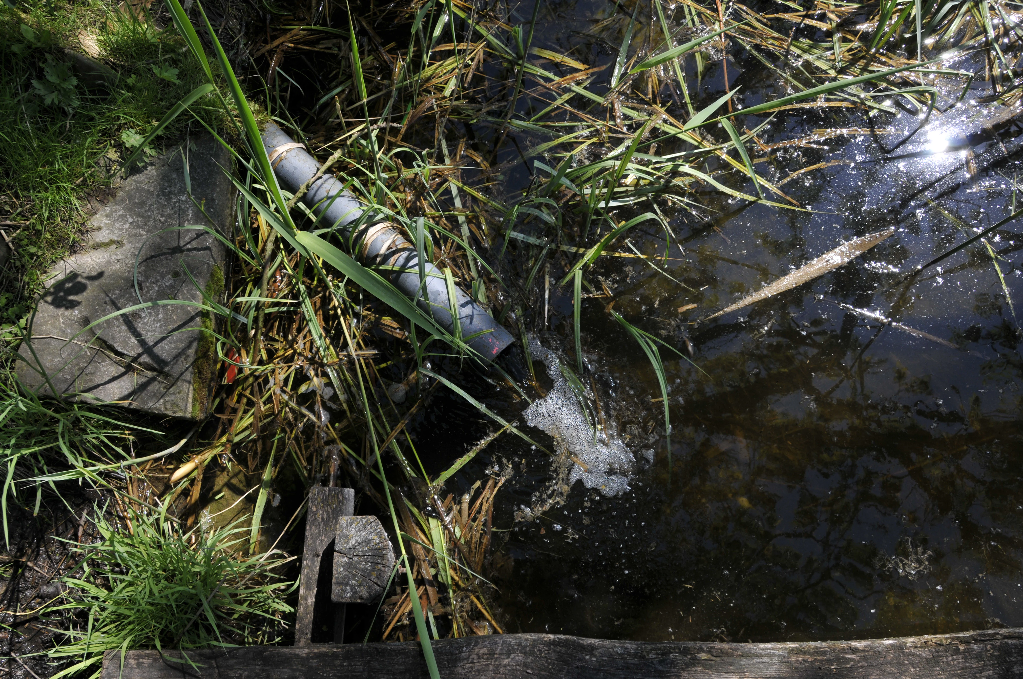 A close-up view of a grey pipe feeding water into the Siebleber Teich, surrounded by tall marsh grasses.