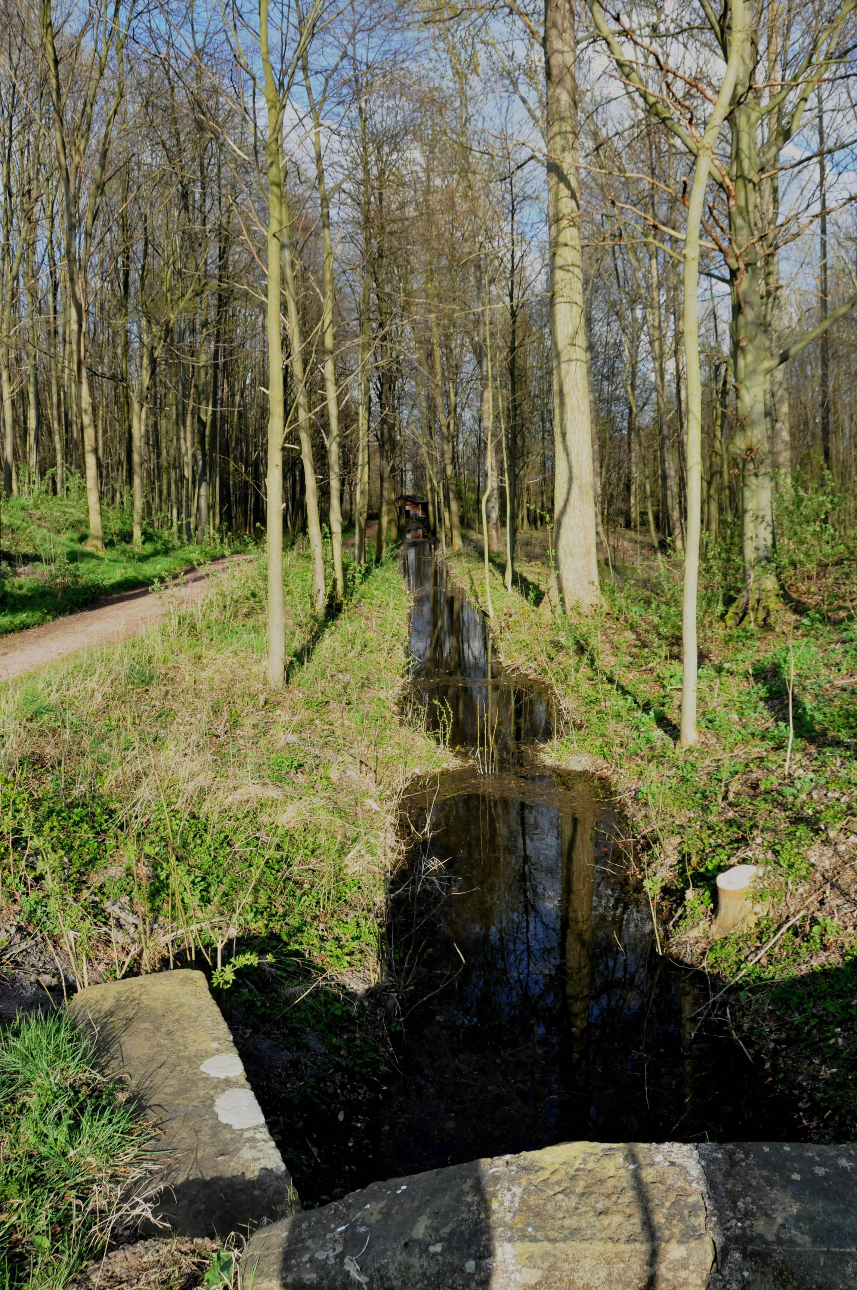 A narrow, straight stream flows through a deciduous forest with a dirt path running alongside it.