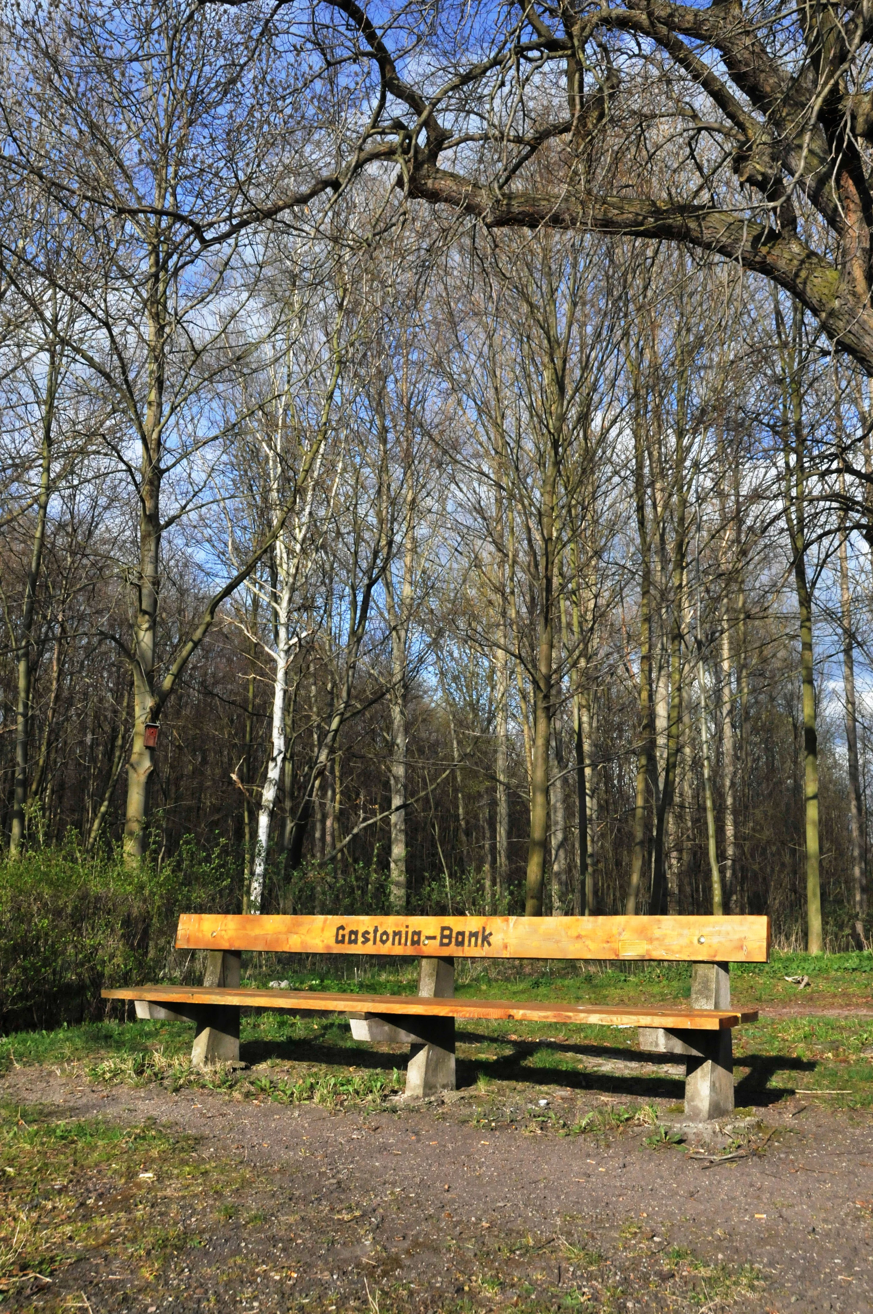 A long wooden park bench with the text Gastonia-Bank burned into the wood, positioned on a dirt path in front of a dense, leafless forest.