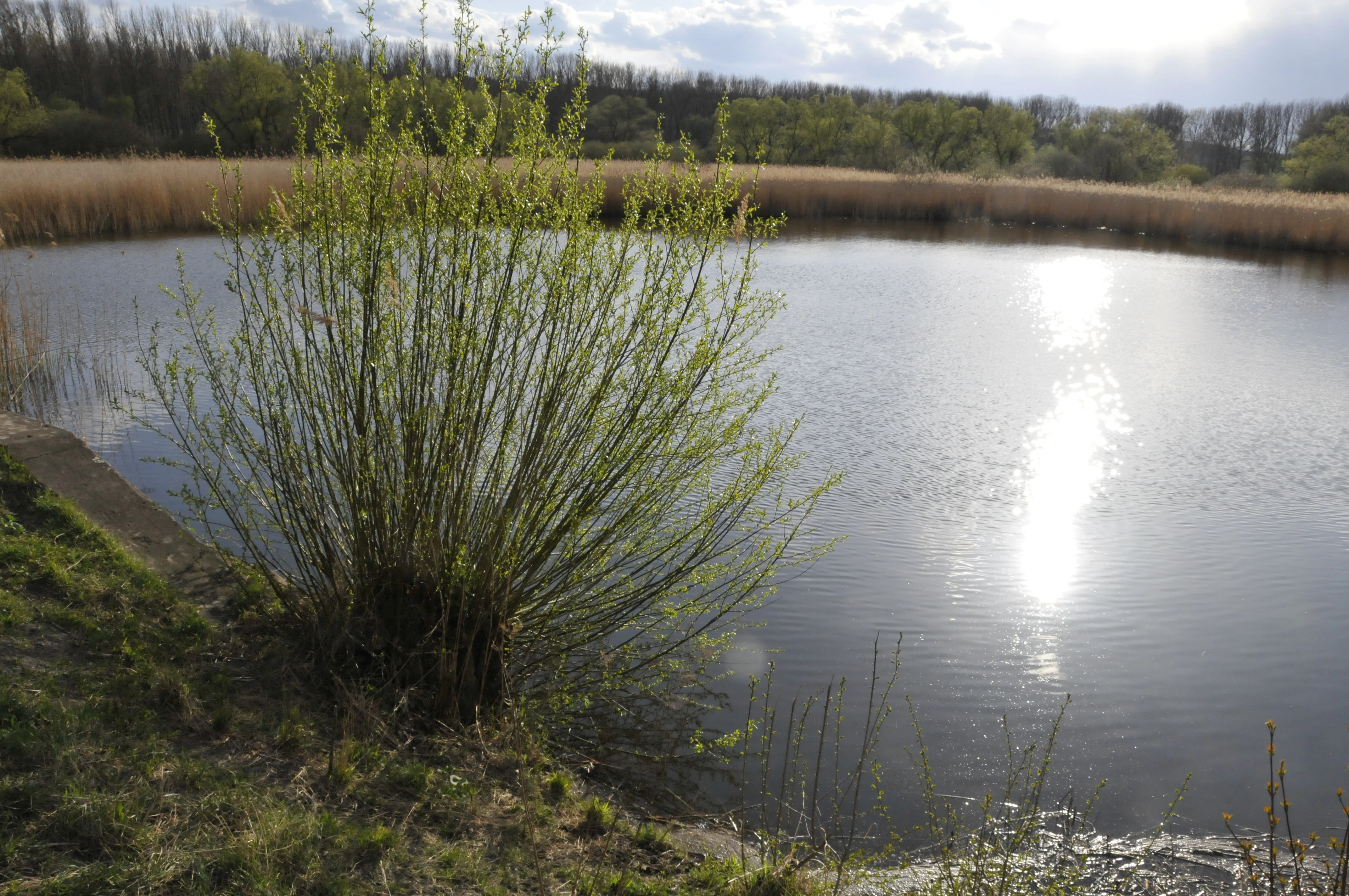 A calm, circular pond surrounded by tall grasses and trees, with bright sunlight reflecting on the water surface.