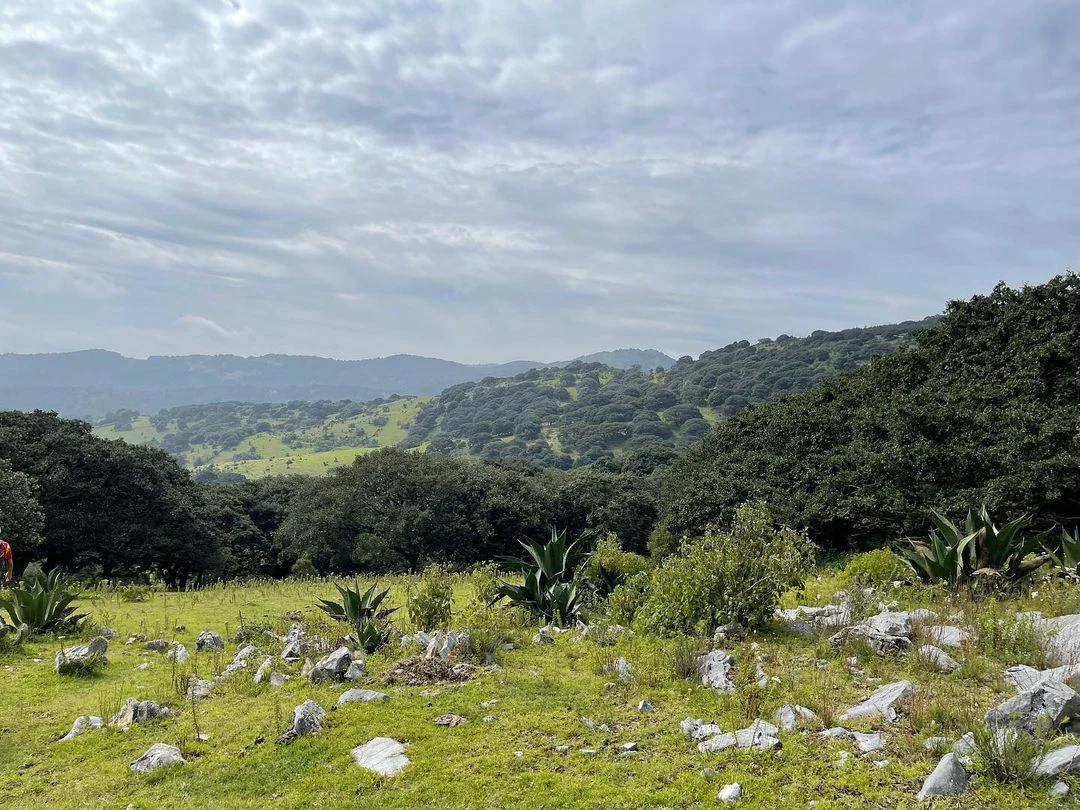 Una vista amplia del paisaje con un primer plano herbáceo salpicado de rocas y plantas de agave, que transiciona hacia colinas onduladas cubiertas de densos bosques de roble verde bajo un cielo nublado.