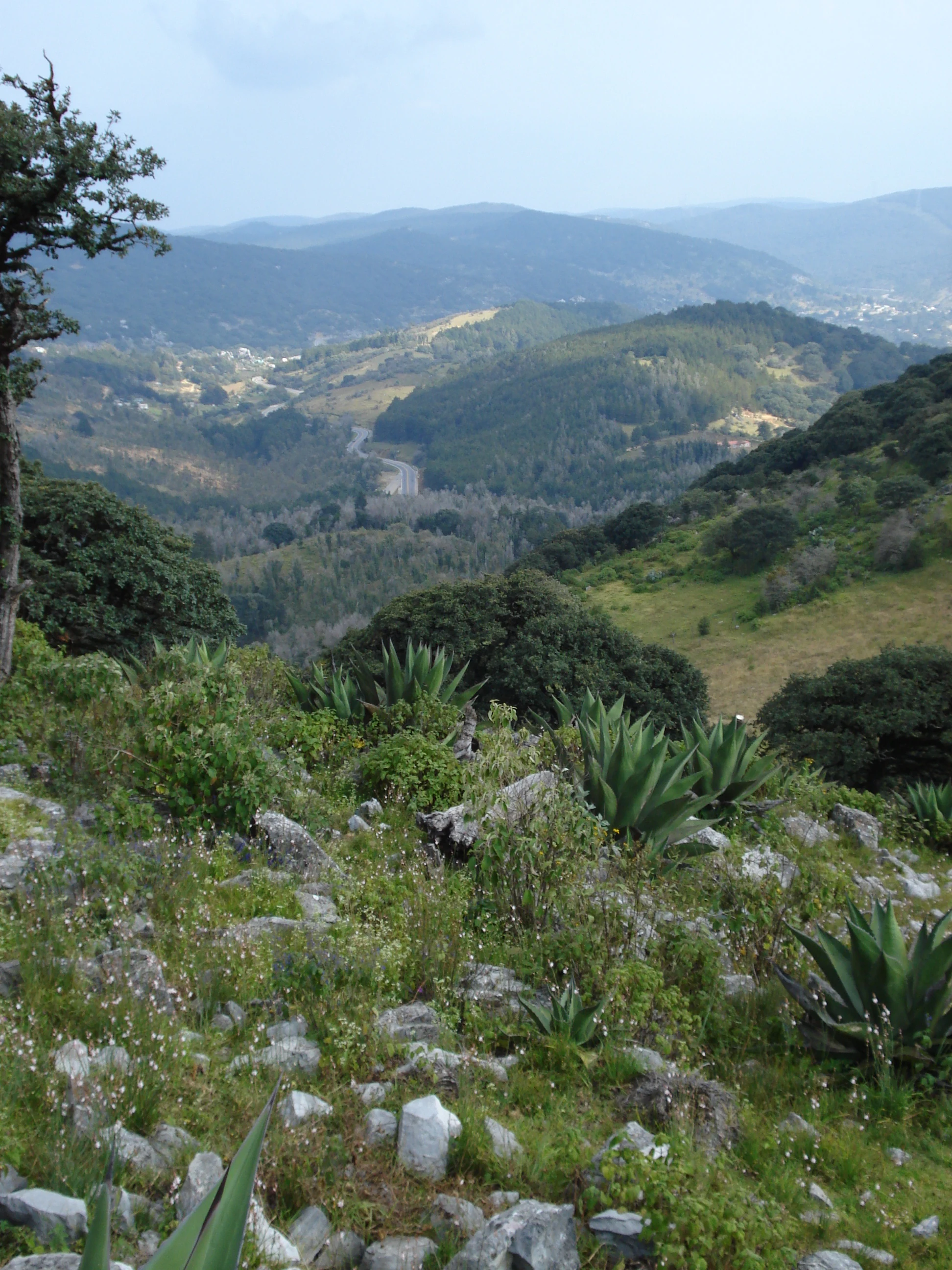 Una vista en ángulo alto de colinas verdes y onduladas cubiertas de bosque de robles, con plantas de agave y rocas dispersas en primer plano, y una carretera sinuosa visible en el valle de abajo.