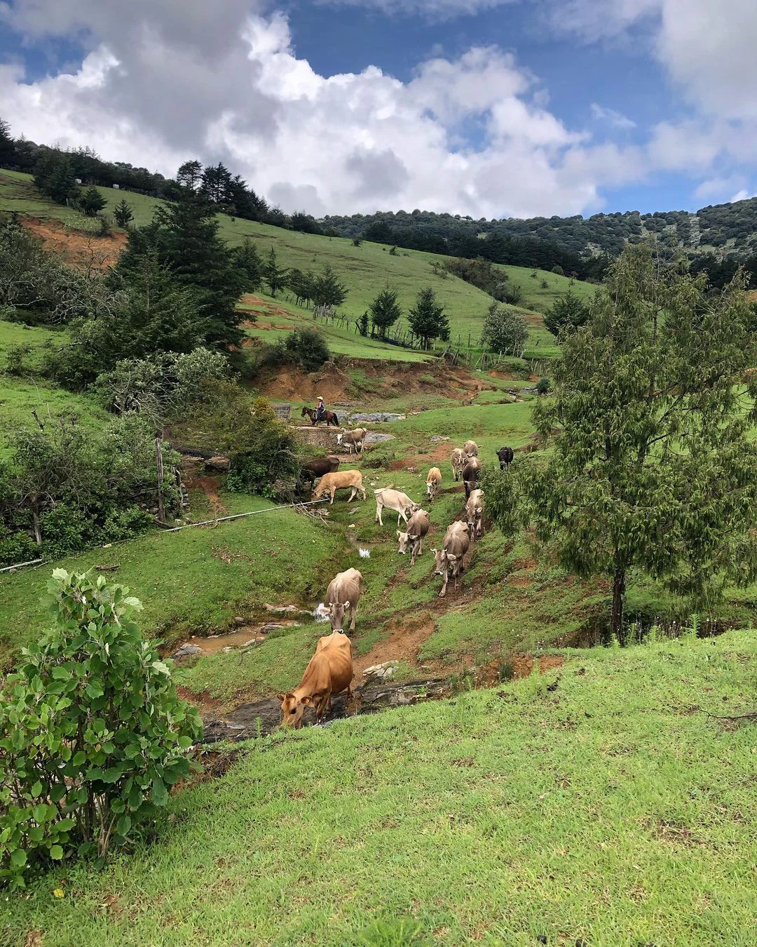 Un rebaño de ganado caminando por una pradera verde y montañosa salpicada de árboles dispersos bajo un cielo parcialmente nublado.