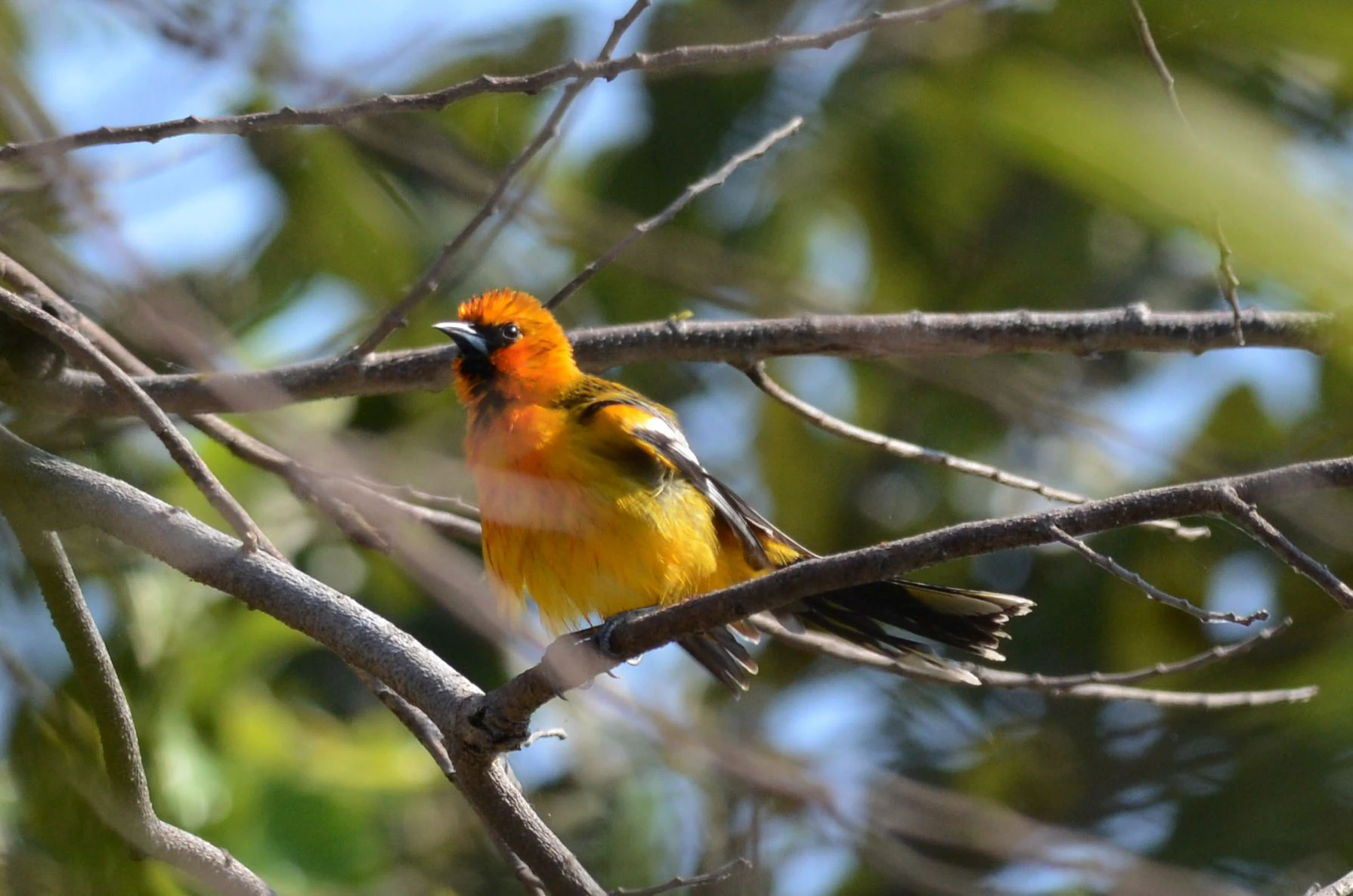 A small orange and yellow oriole bird with a black face mask perched on a thin tree branch, surrounded by blurred green foliage.
