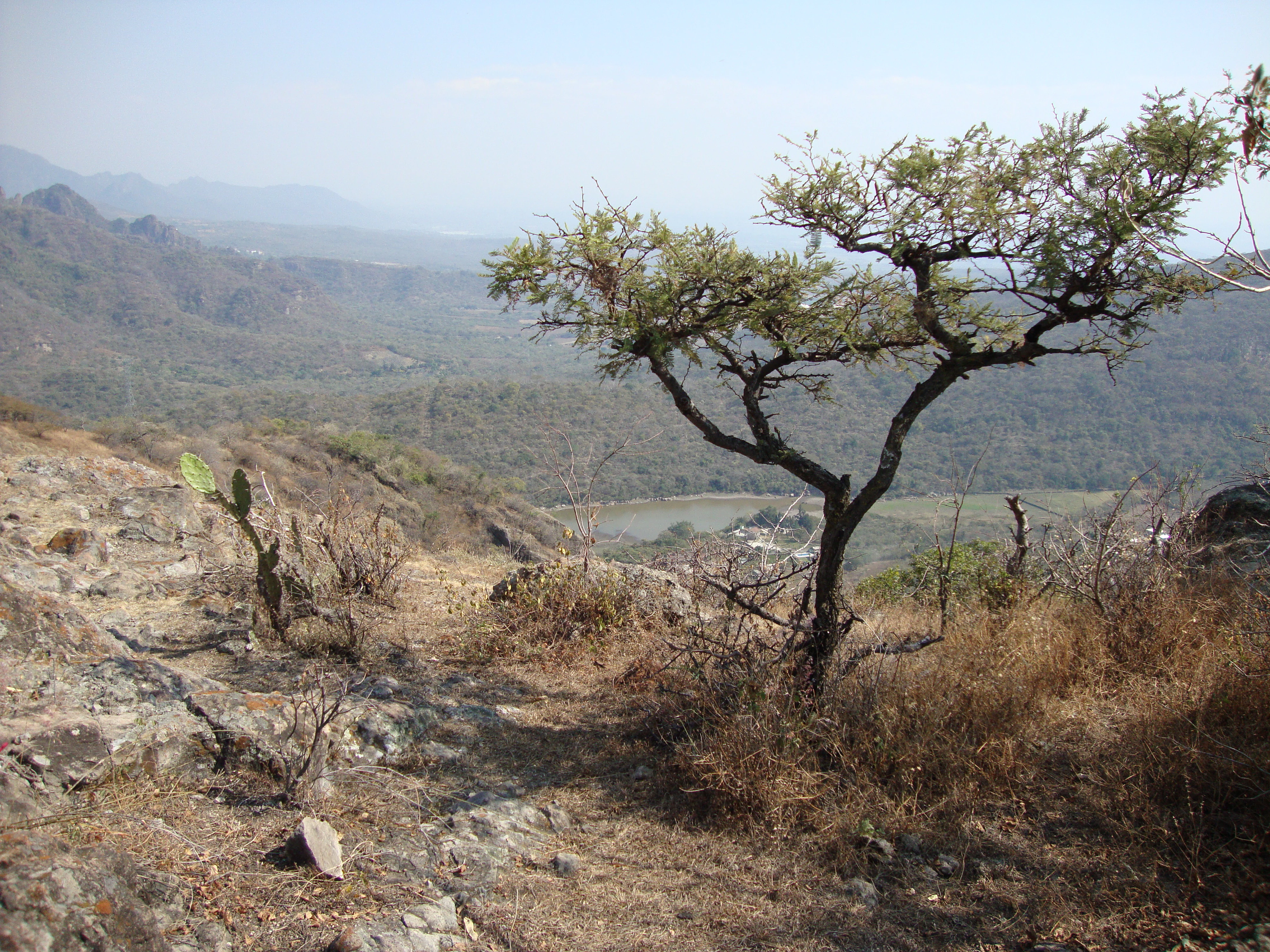 A wide shot looking down into a valley with dry, sparse forest vegetation and rocky ground in the foreground, and distant mountains under a hazy sky.