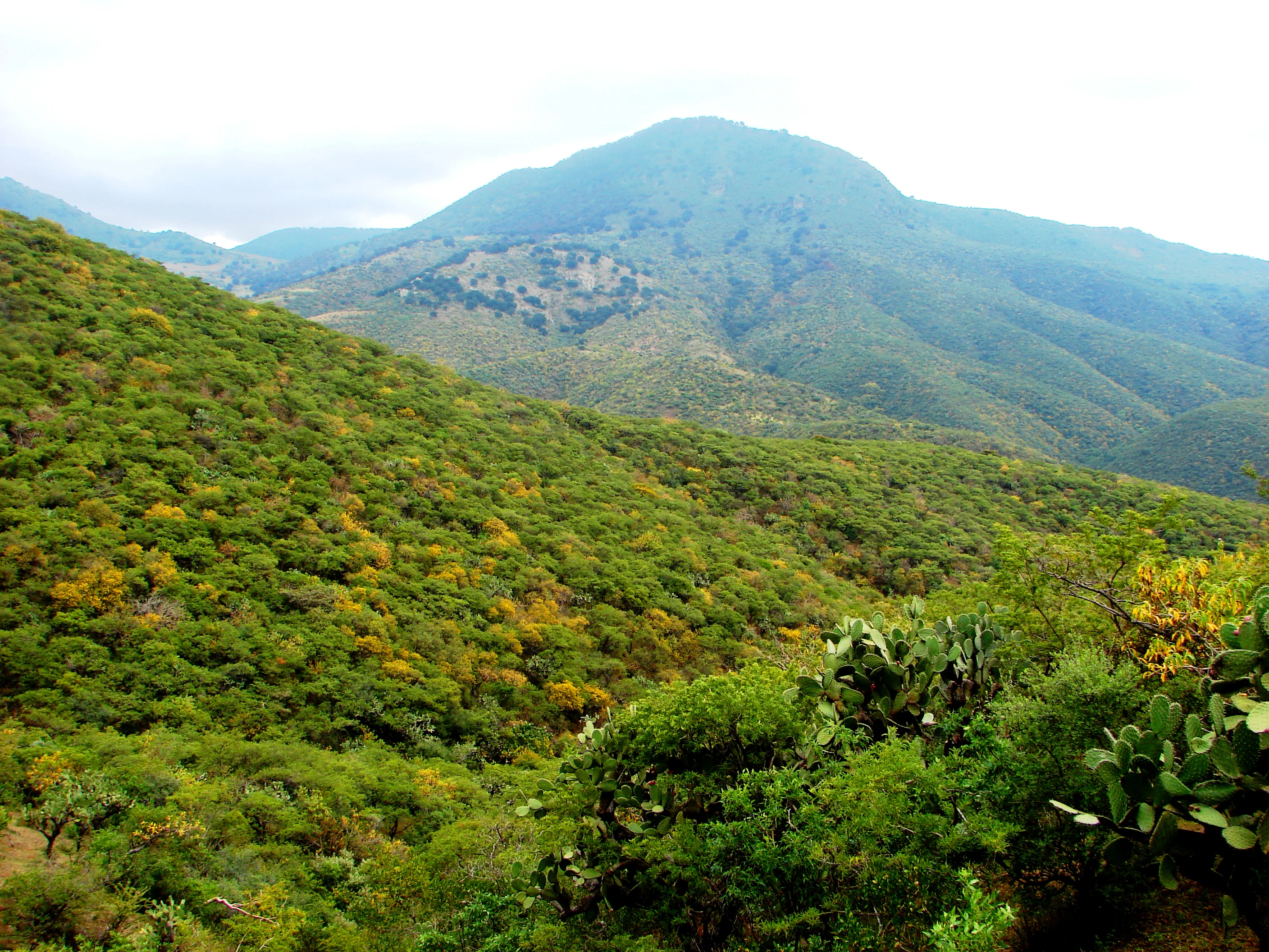 A wide view of a rolling, green-covered mountain range with slopes densely vegetated with scrub and cactus plants.