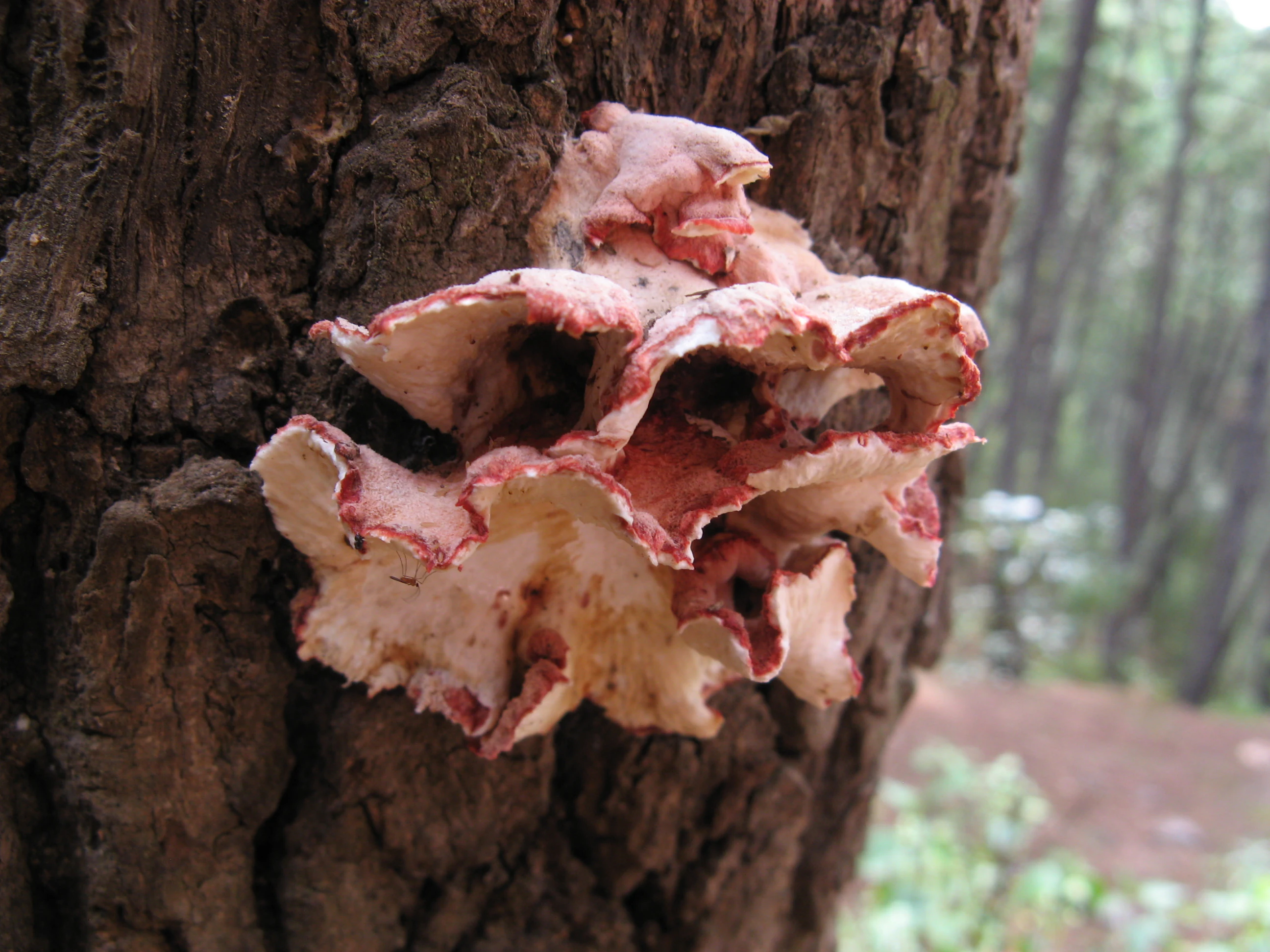 A cluster of pink, ruffled-edged shelf fungi growing directly out of the deep, dark, textured bark of a tree trunk in a forest.