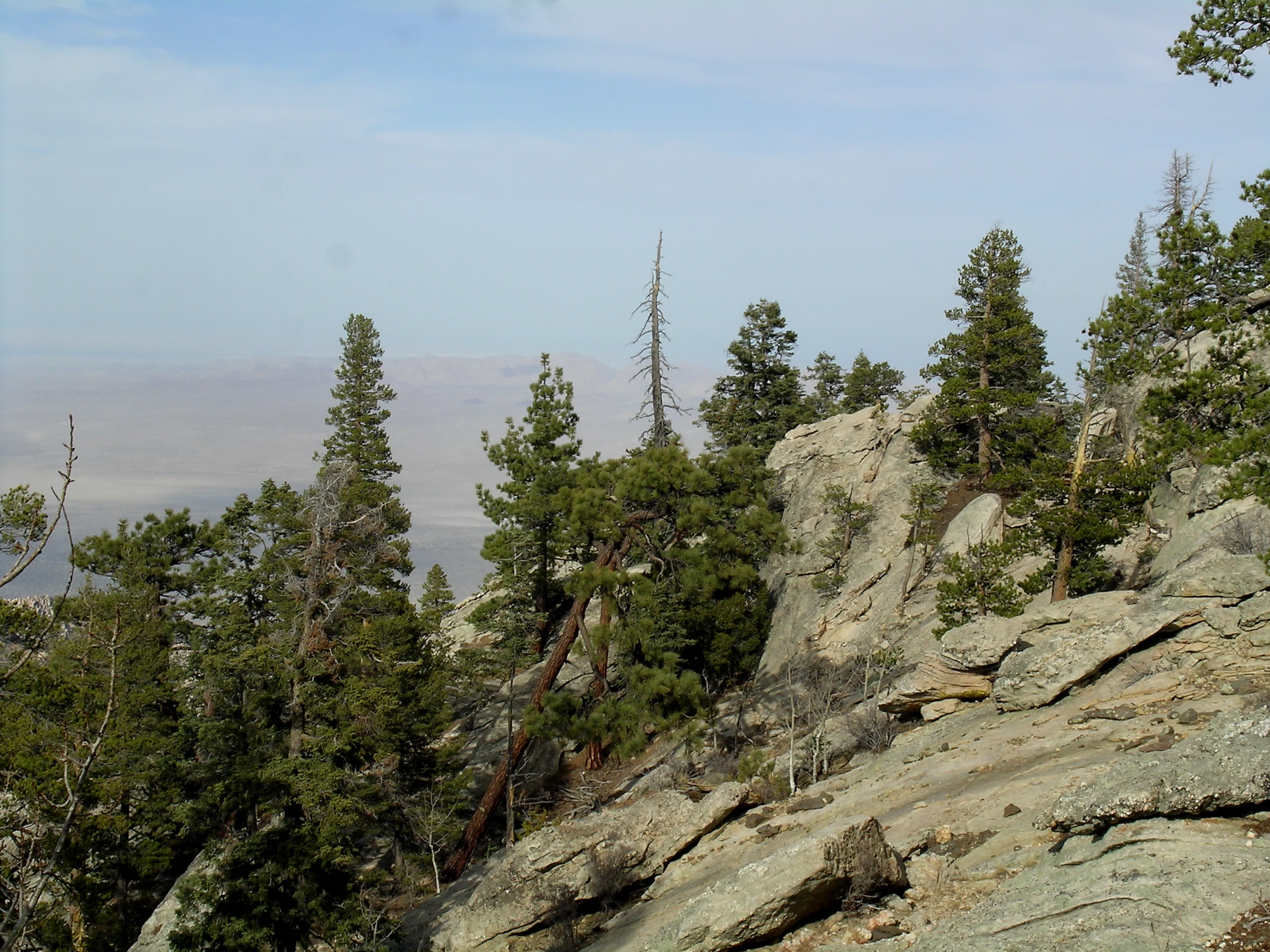Granite rock formations and coniferous trees on a mountain slope under a clear sky