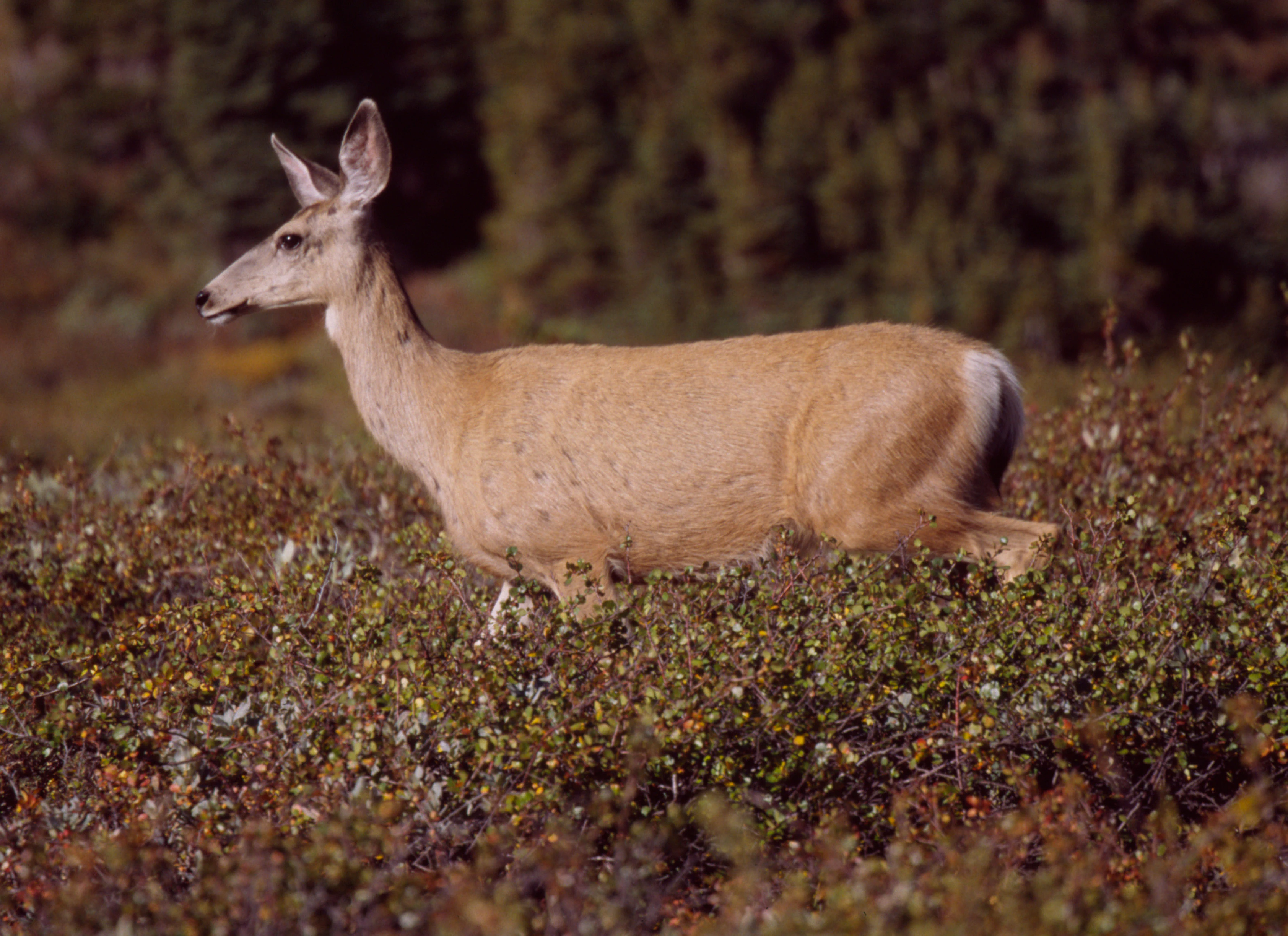 Mule deer standing amidst low-lying shrubs with trees in the background