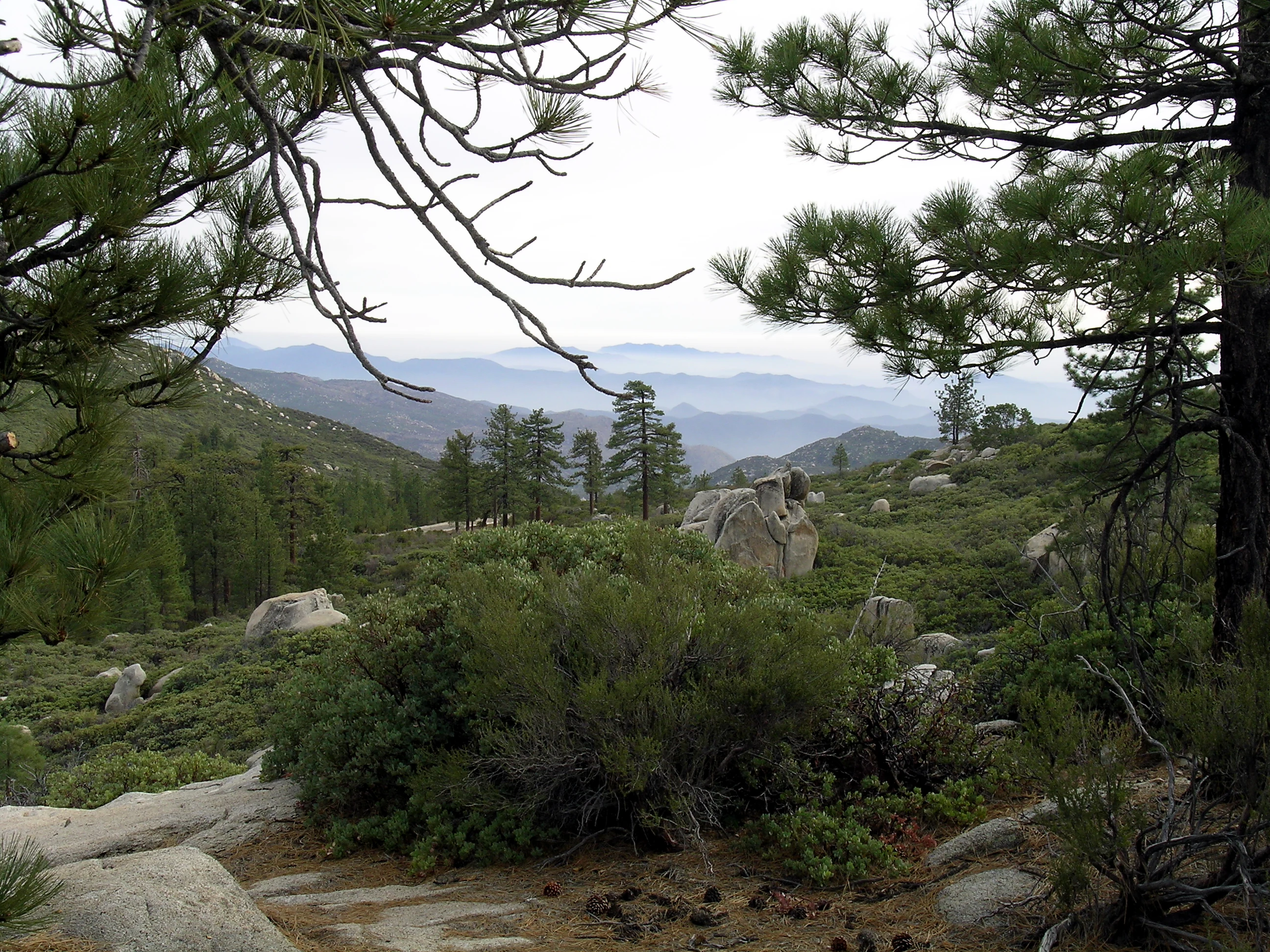 Mountain landscape with pine trees, shrubs, and rocky terrain in Sierra de San Pedro Mártir National Park