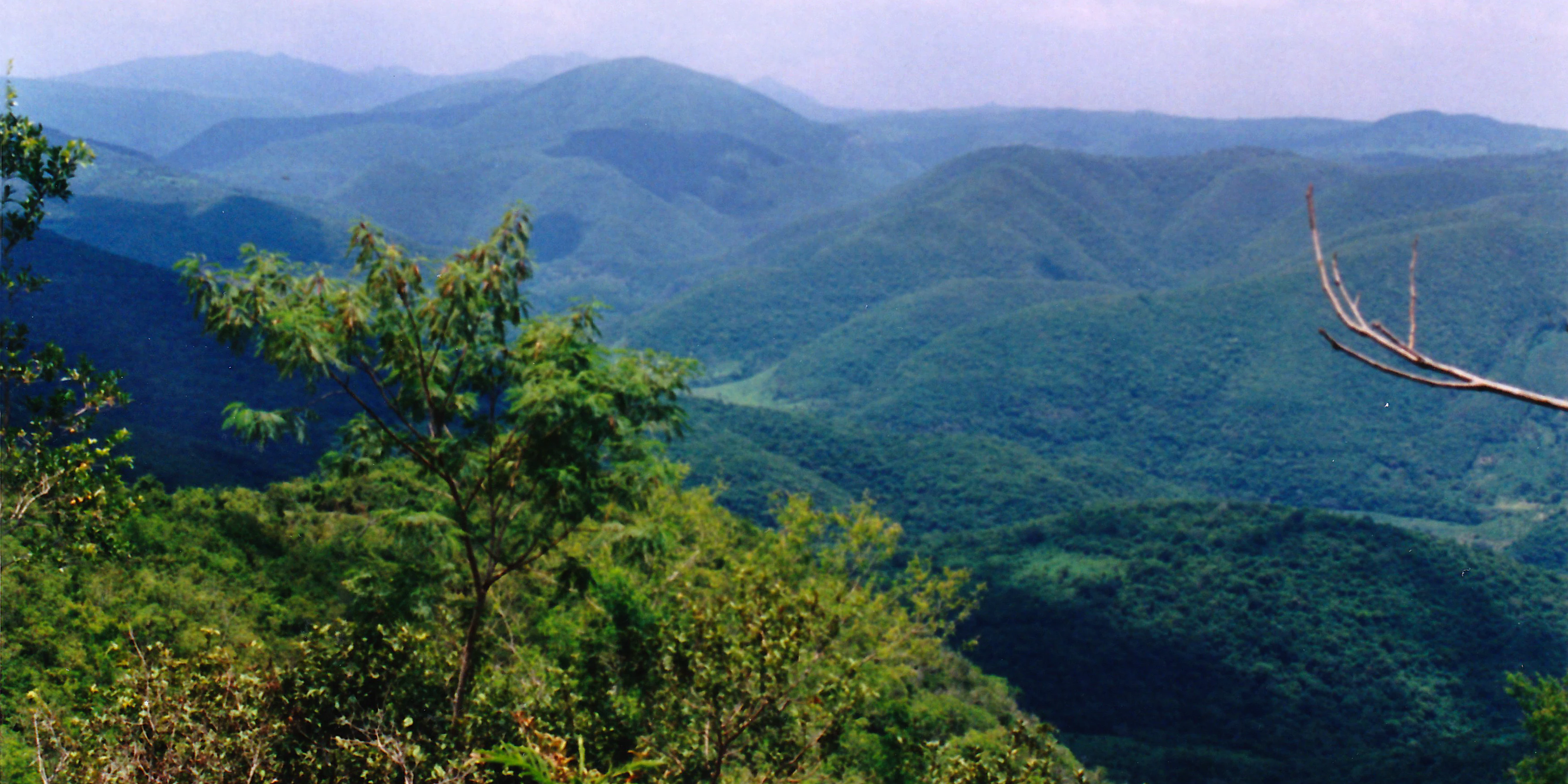 A wide landscape view of dense green forested mountains rolling into the distance under a hazy sky, with trees in the foreground.