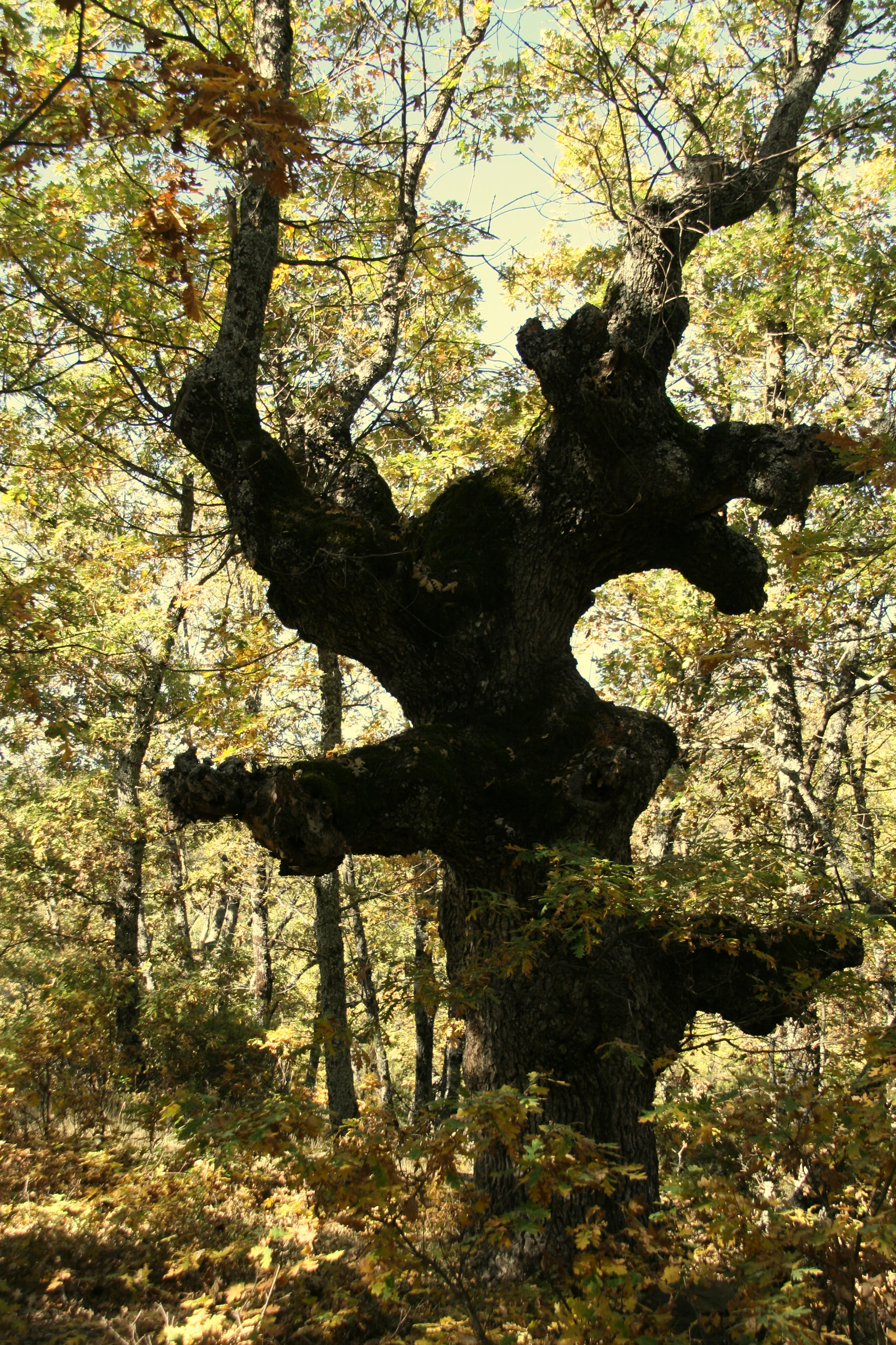 A large, ancient oak tree with thick, twisted, and gnarled dark bark stands in the foreground, surrounded by autumn foliage in a forest setting.