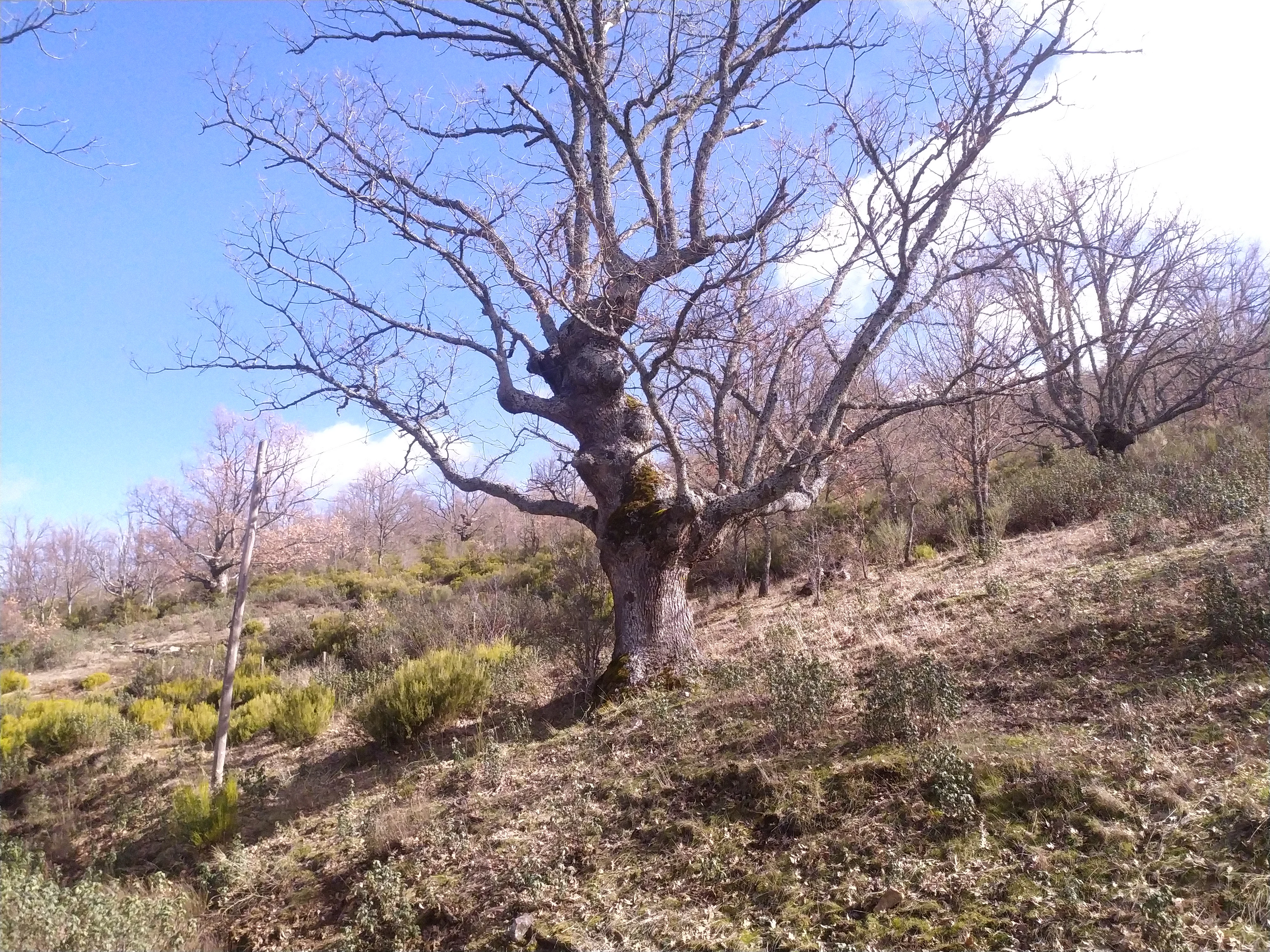 A mature, bare-branched oak tree stands on a grassy, sloping hillside with other sparse trees in the background under a blue sky.