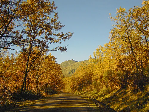 A dirt road winds through a dense deciduous forest with bright golden yellow autumn foliage, with a mountain ridge visible in the distance under a clear blue sky.