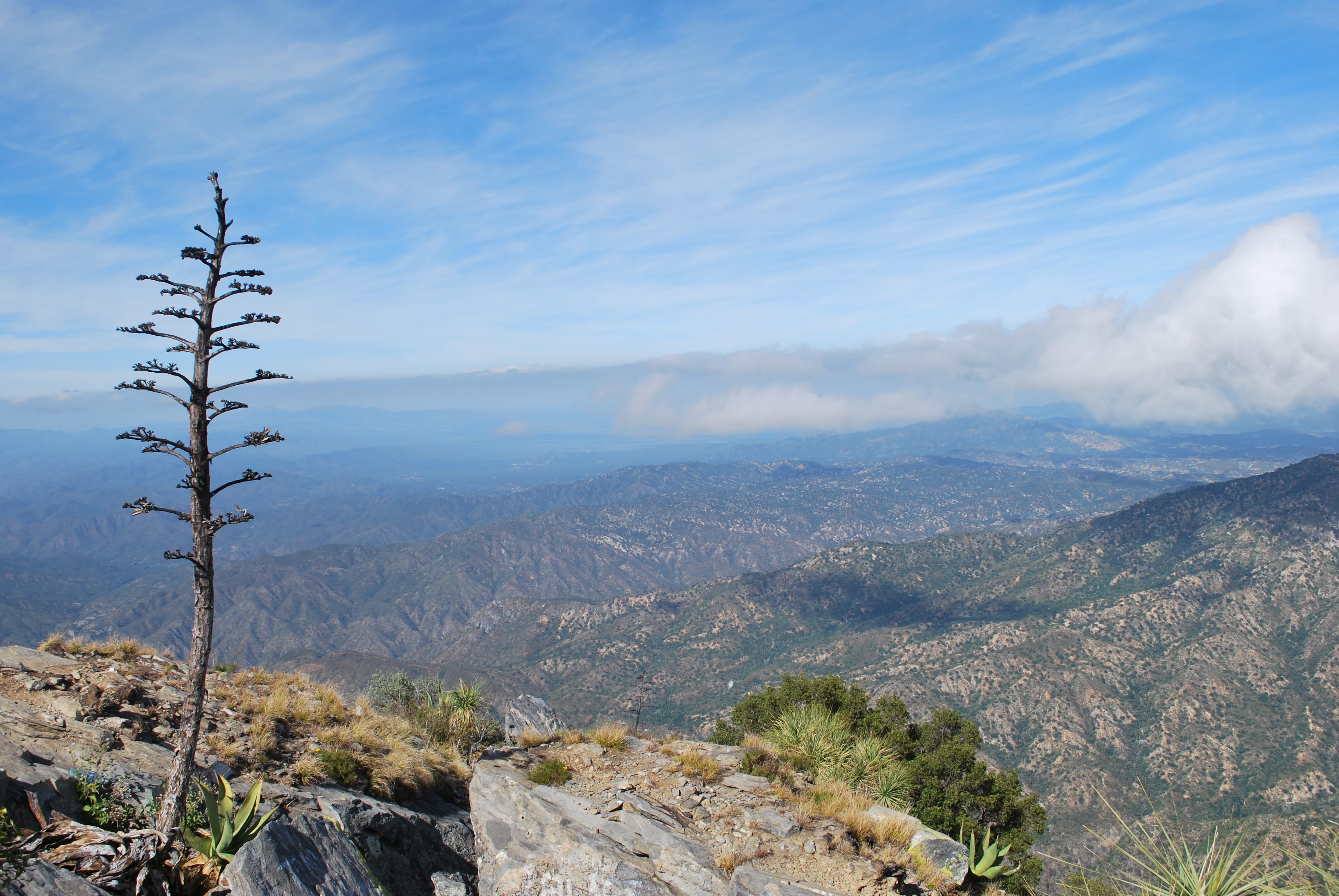 A high vantage point view looking out over rugged mountain ranges under a partly cloudy sky, with a tall, slender, bare agave stalk standing in the foreground.