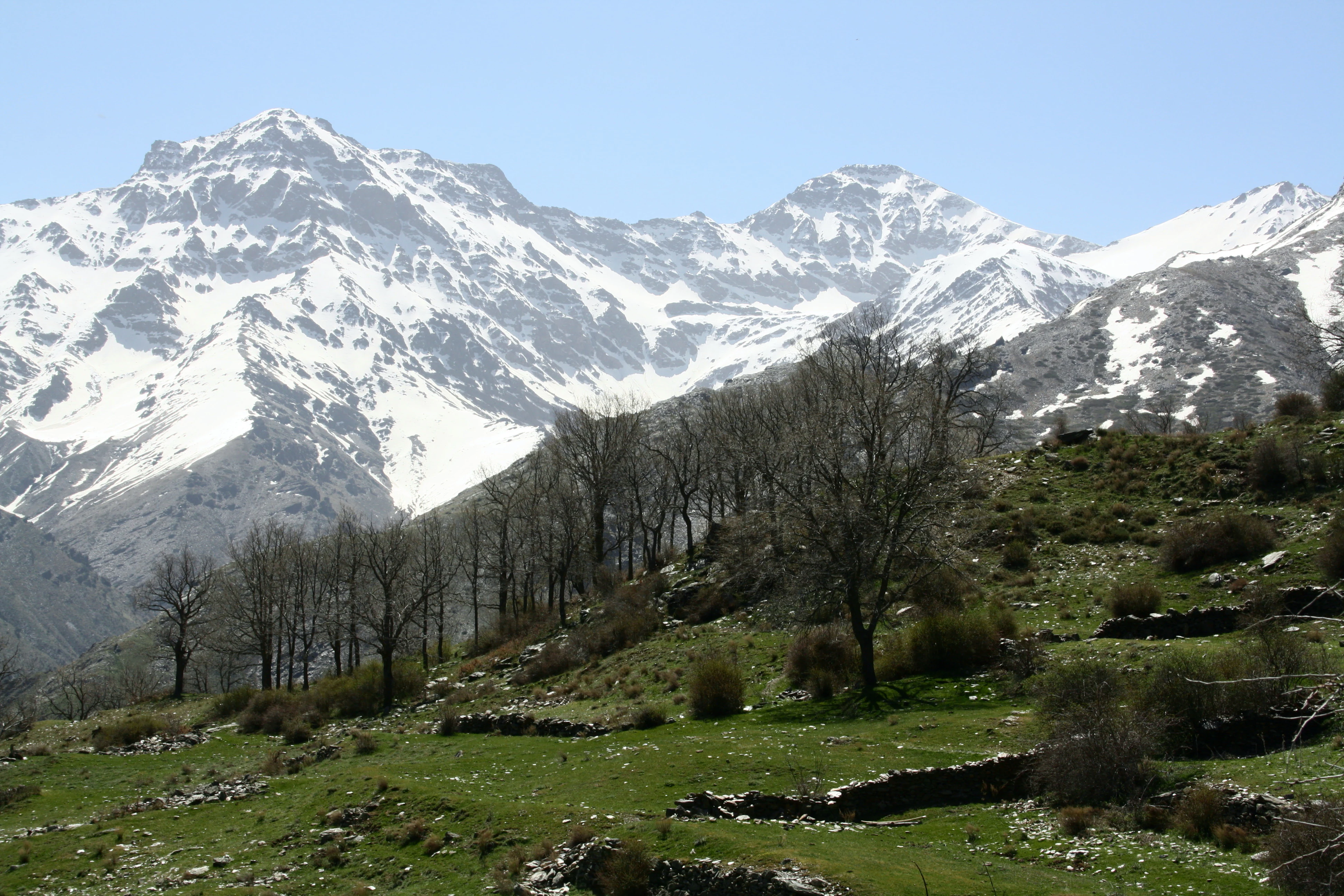 Snow-capped mountain peaks with patches of exposed rock, green meadows in the foreground, and sparse trees under a clear blue sky.