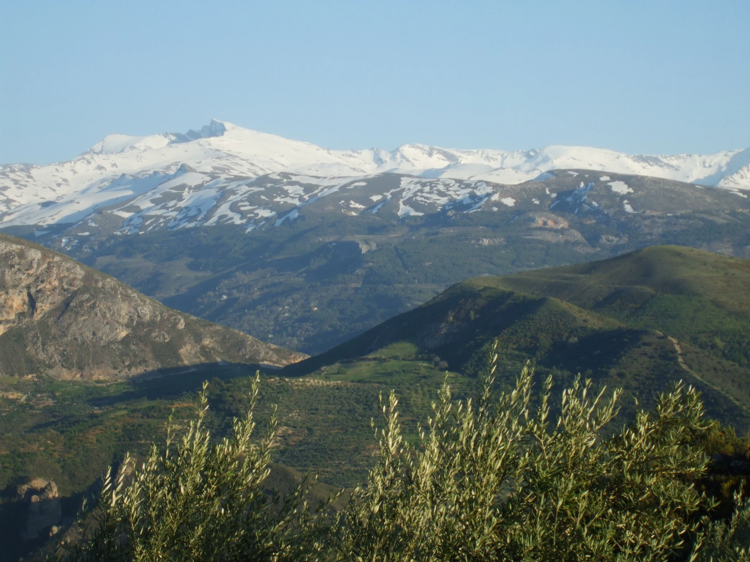 Mountain landscape showing snow-capped peaks, green valleys, and olive trees in foreground under clear blue sky