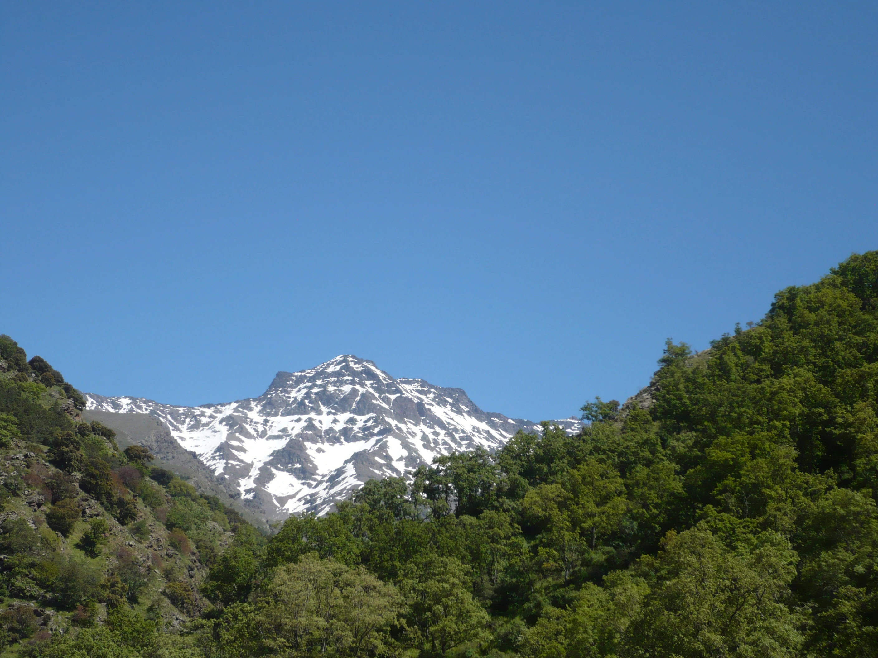 Snow-covered mountain peak surrounded by green forest under clear blue sky