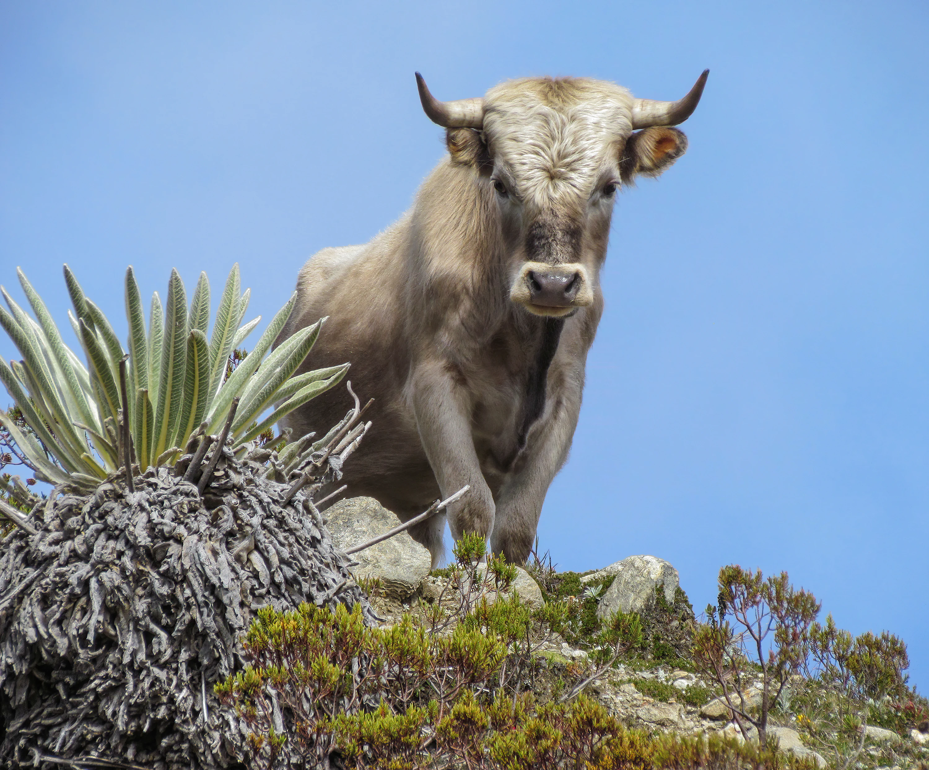 Un toro Charolais se alza sobre terreno rocoso con vegetación alpina bajo un cielo azul despejado.