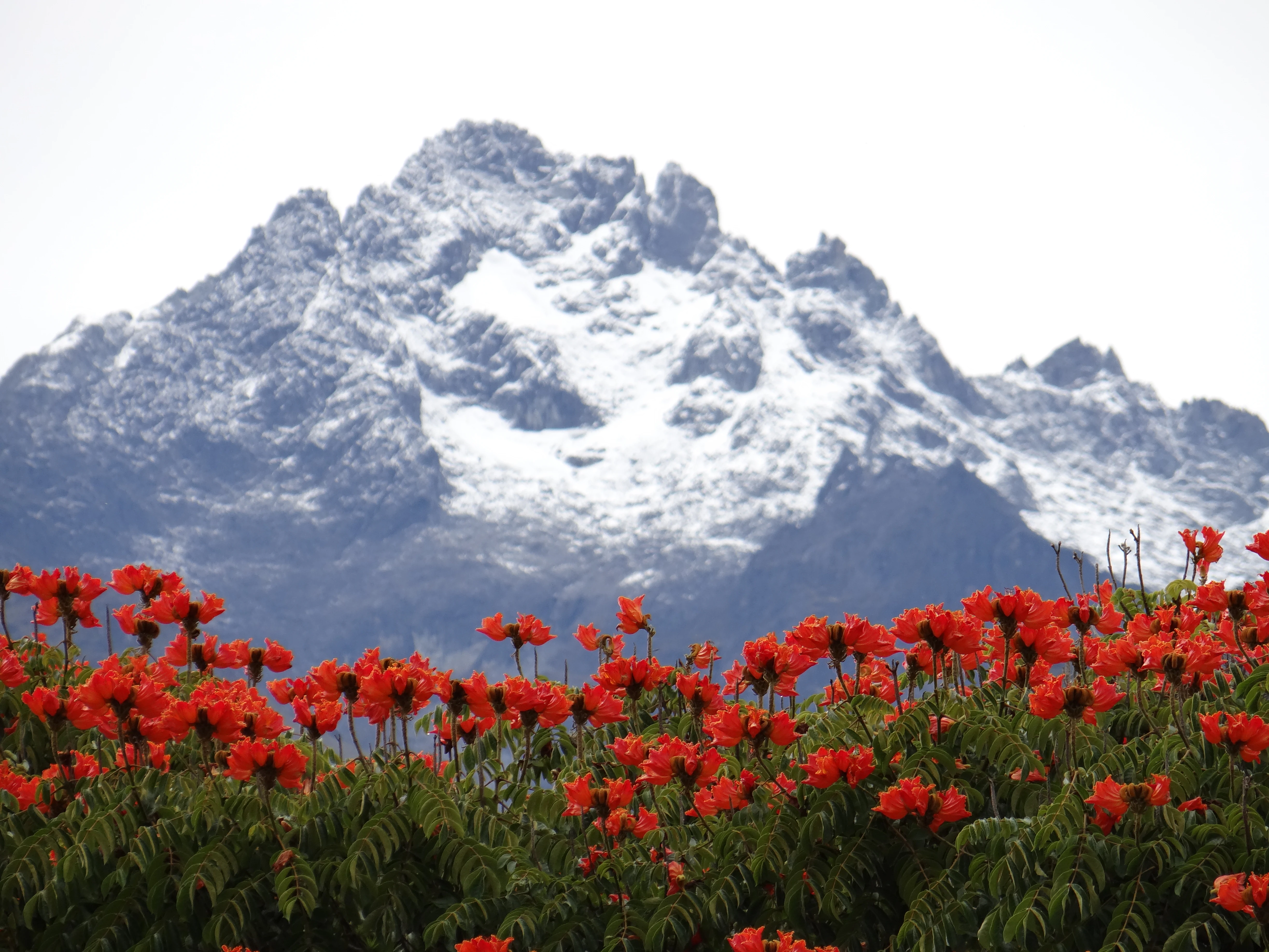 Pico de montaña nevado con flores rojas en primer plano