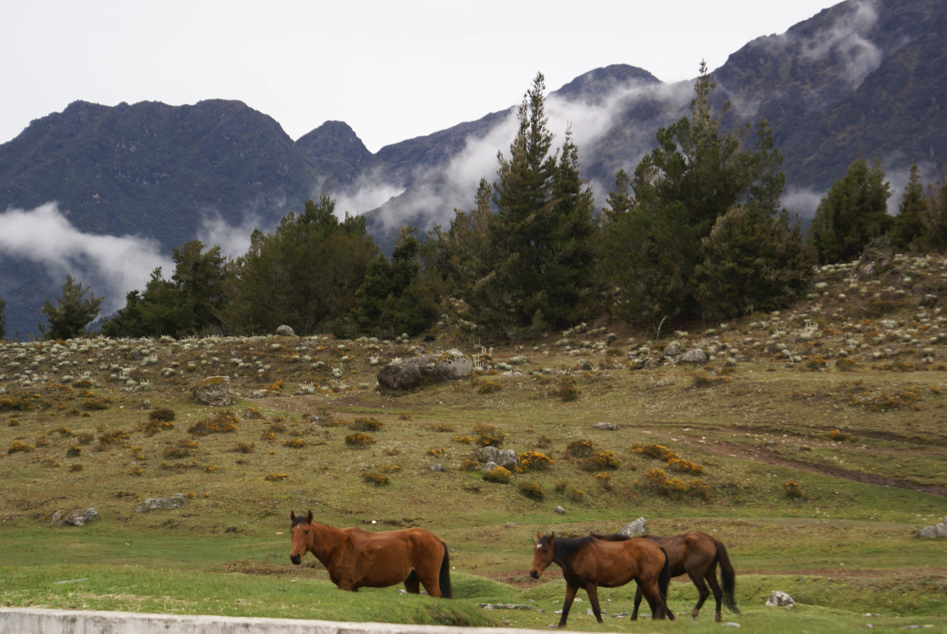 Tres caballos marrones caminando en un prado cubierto de hierba con terreno rocoso y montañas cubiertas de niebla al fondo