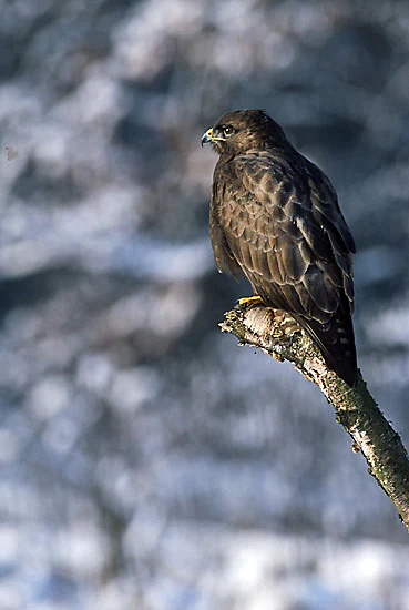 A Common Buzzard bird perched on a tree branch with a blurred snowy background