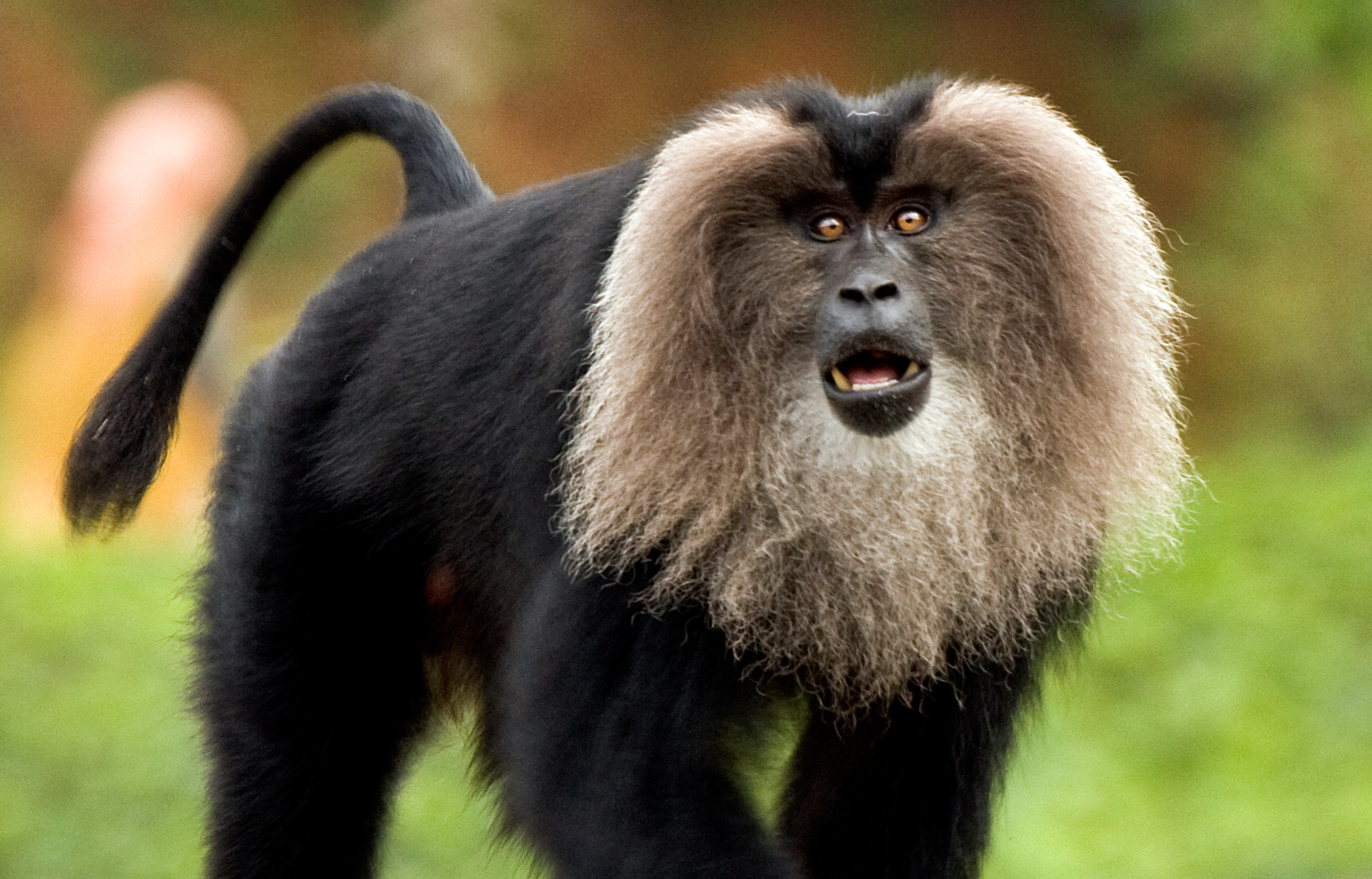 Lion-tailed macaque with black fur and light brown beard standing in a green forest environment