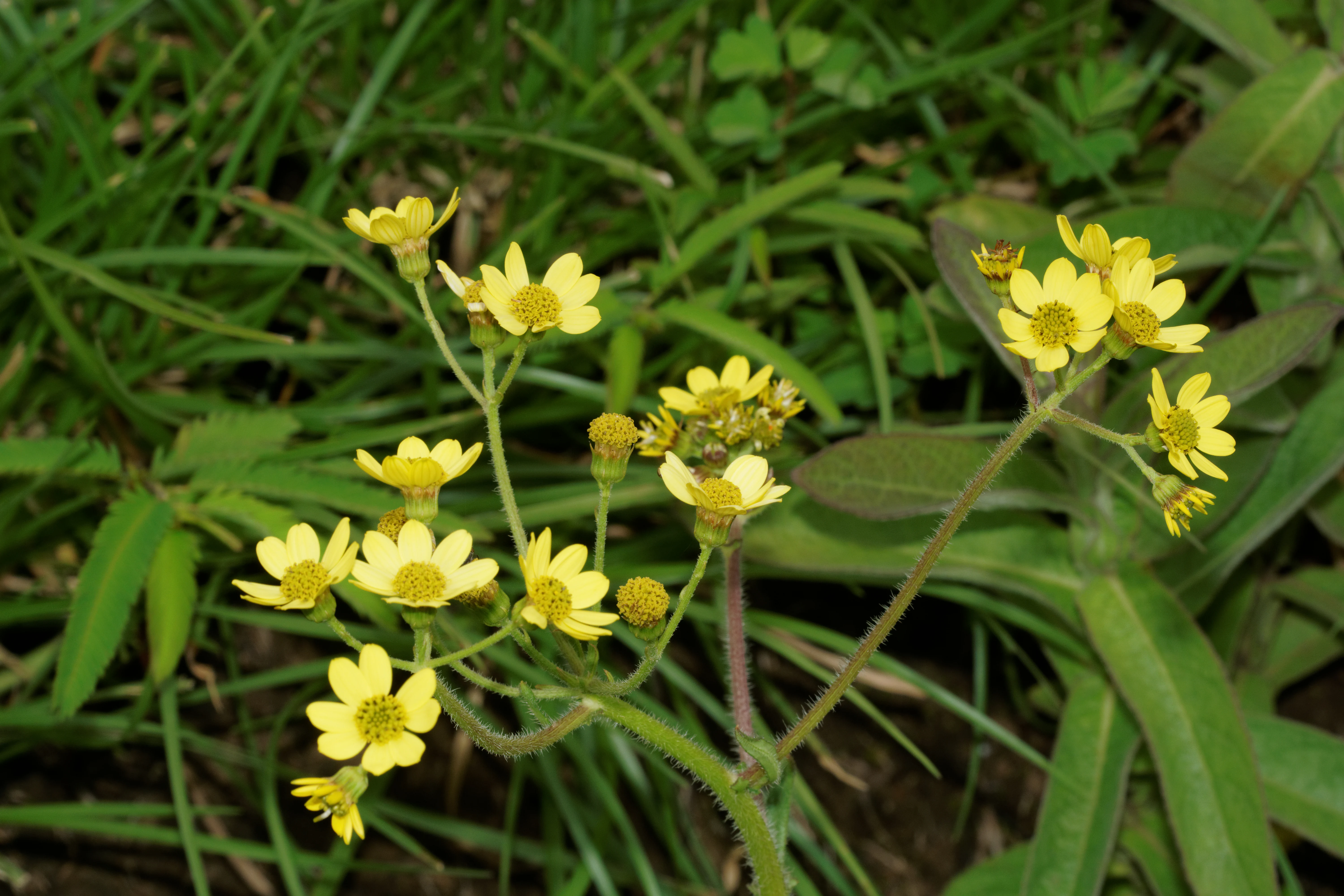 Yellow flowers on a plant with green leaves and grass in background