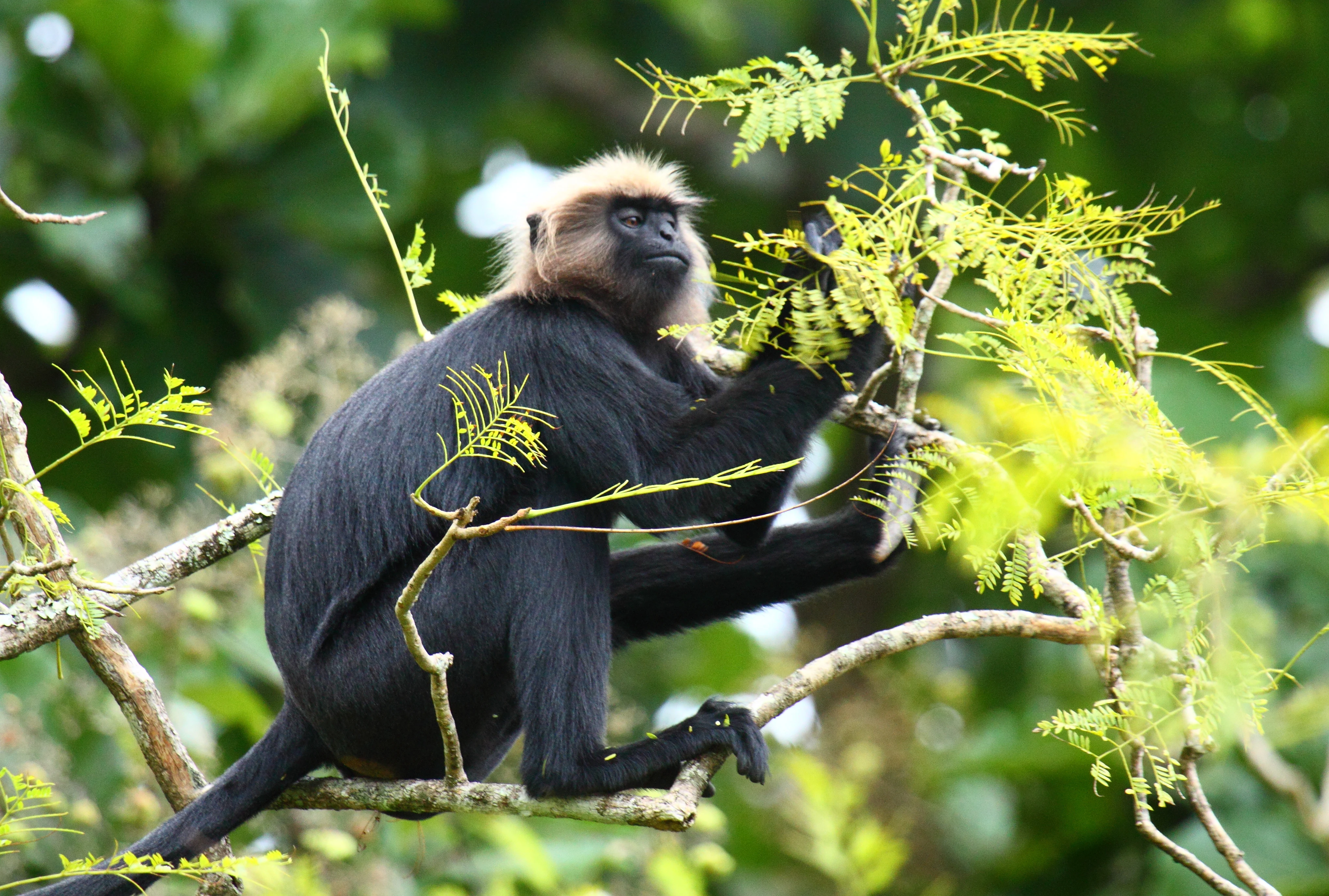 A black-furred Nilgiri langur with a light face sitting on a tree branch surrounded by green leaves