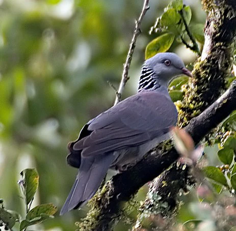 A Nilgiri Woodpigeon with gray plumage and striped neck pattern perched on a tree branch with green foliage