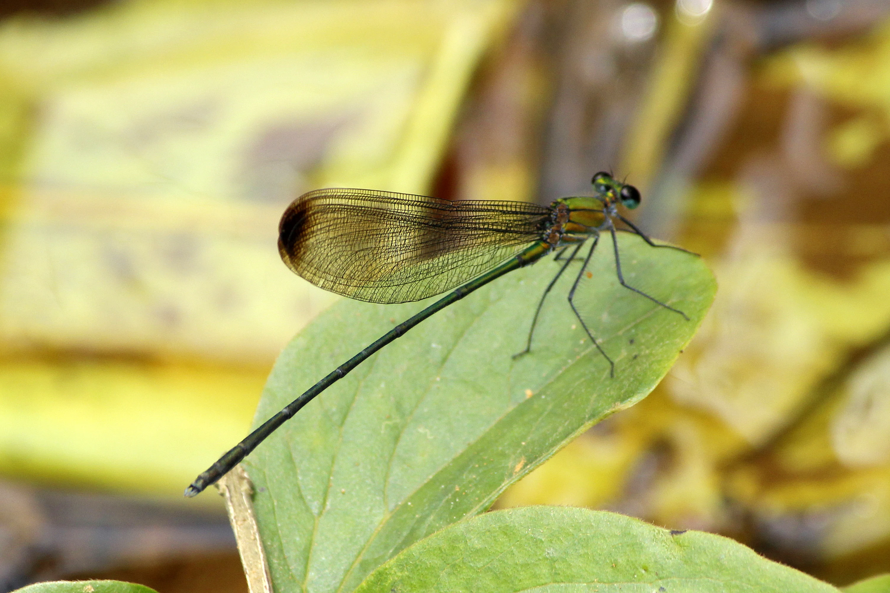 A damselfly with transparent wings and a slender body resting on a green leaf