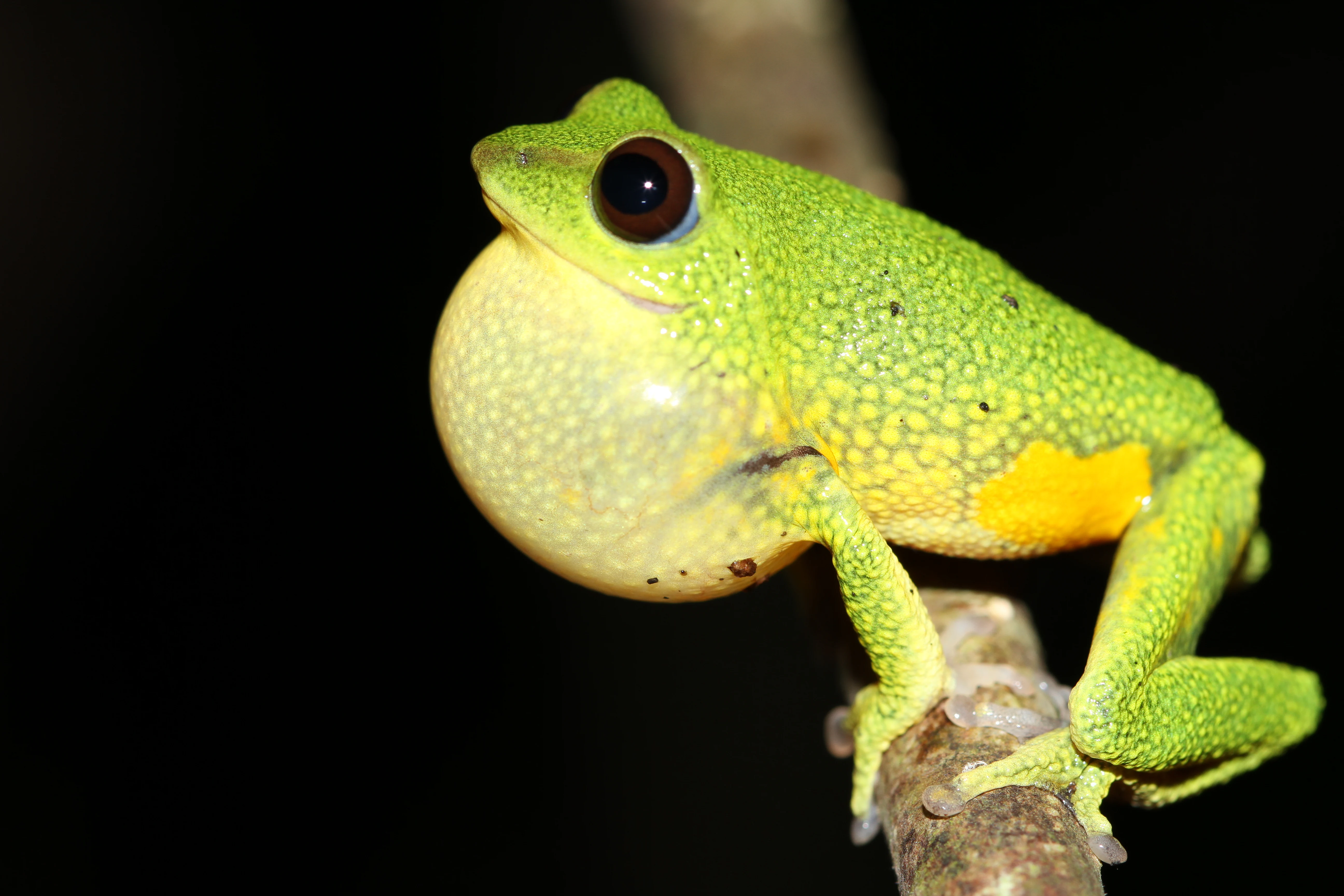 Green frog with yellow underbelly clinging to a branch against dark background