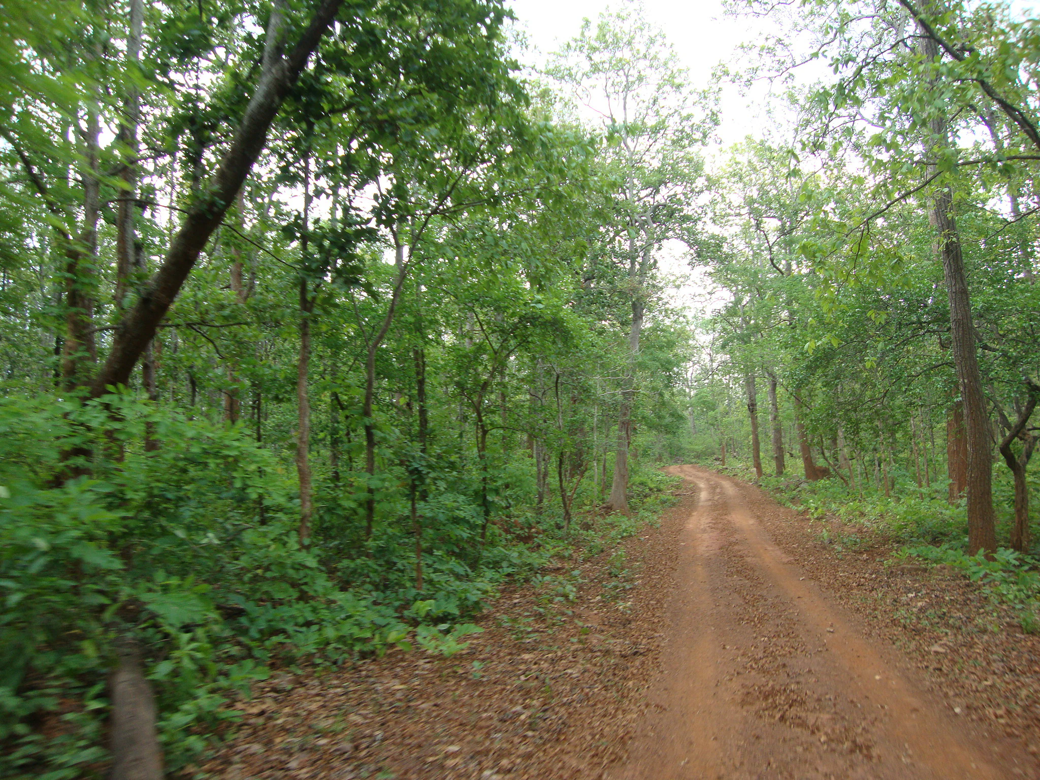 A dirt road surrounded by dense green trees and foliage in a forested area