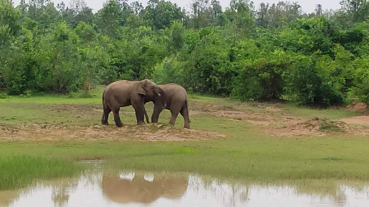 Two brown elephants standing in a grassy area near a body of water with dense green forest in the background