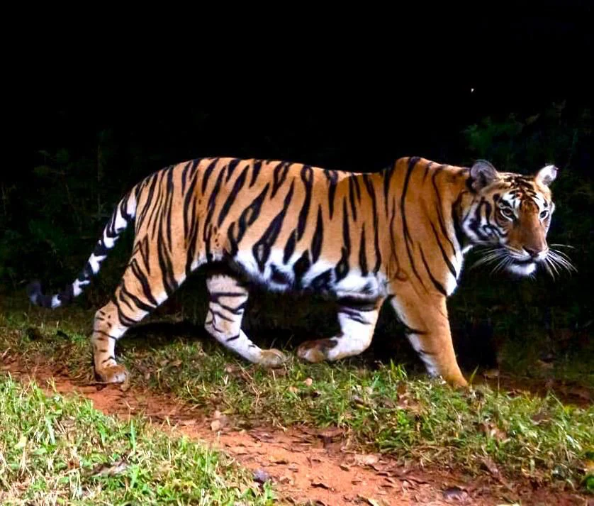 A tiger with orange and black stripes walking on a grassy path at night with dark vegetation in the background