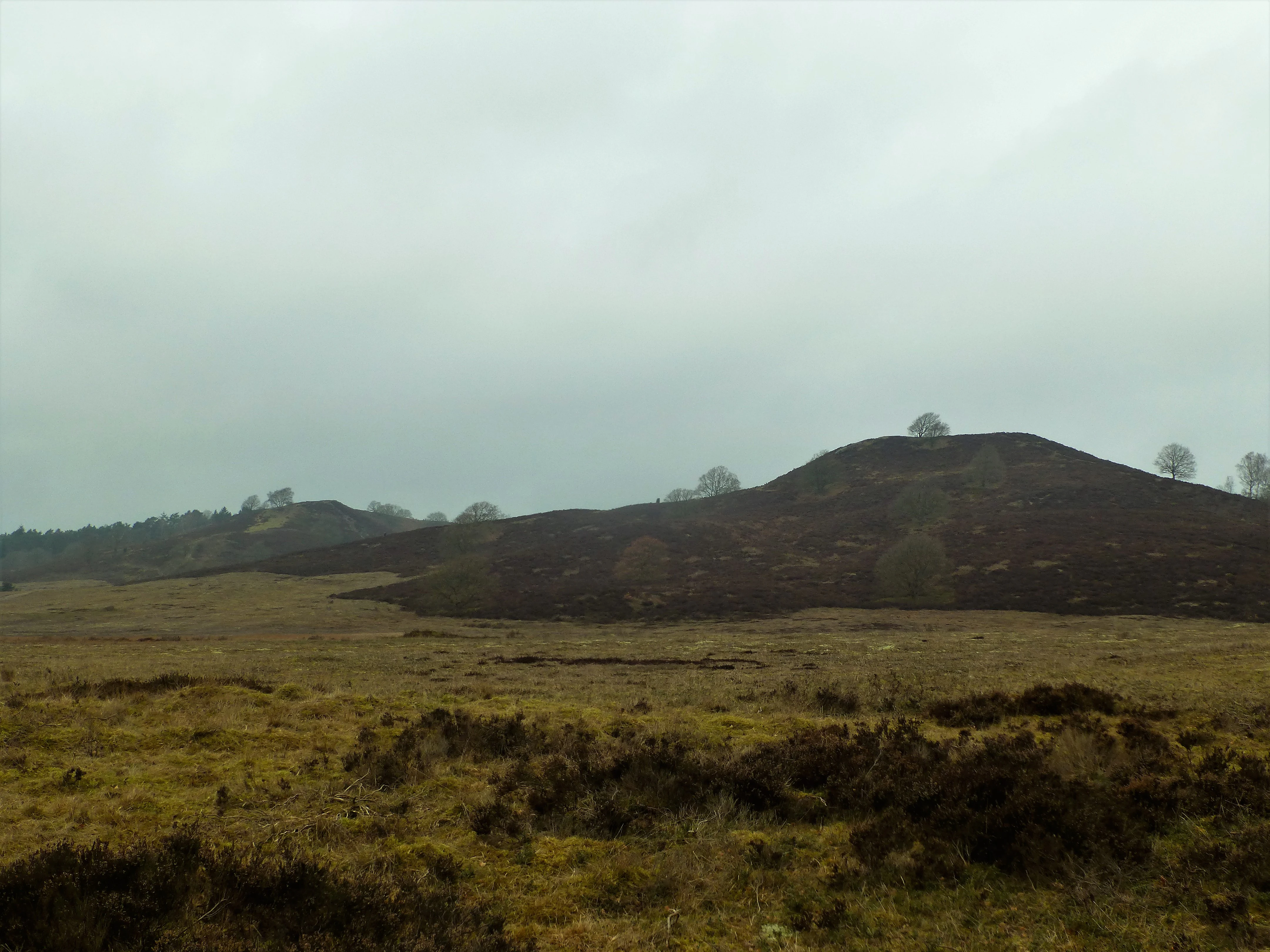 A wide view of rolling heathland hills under a cloudy, grey sky in Denmark.