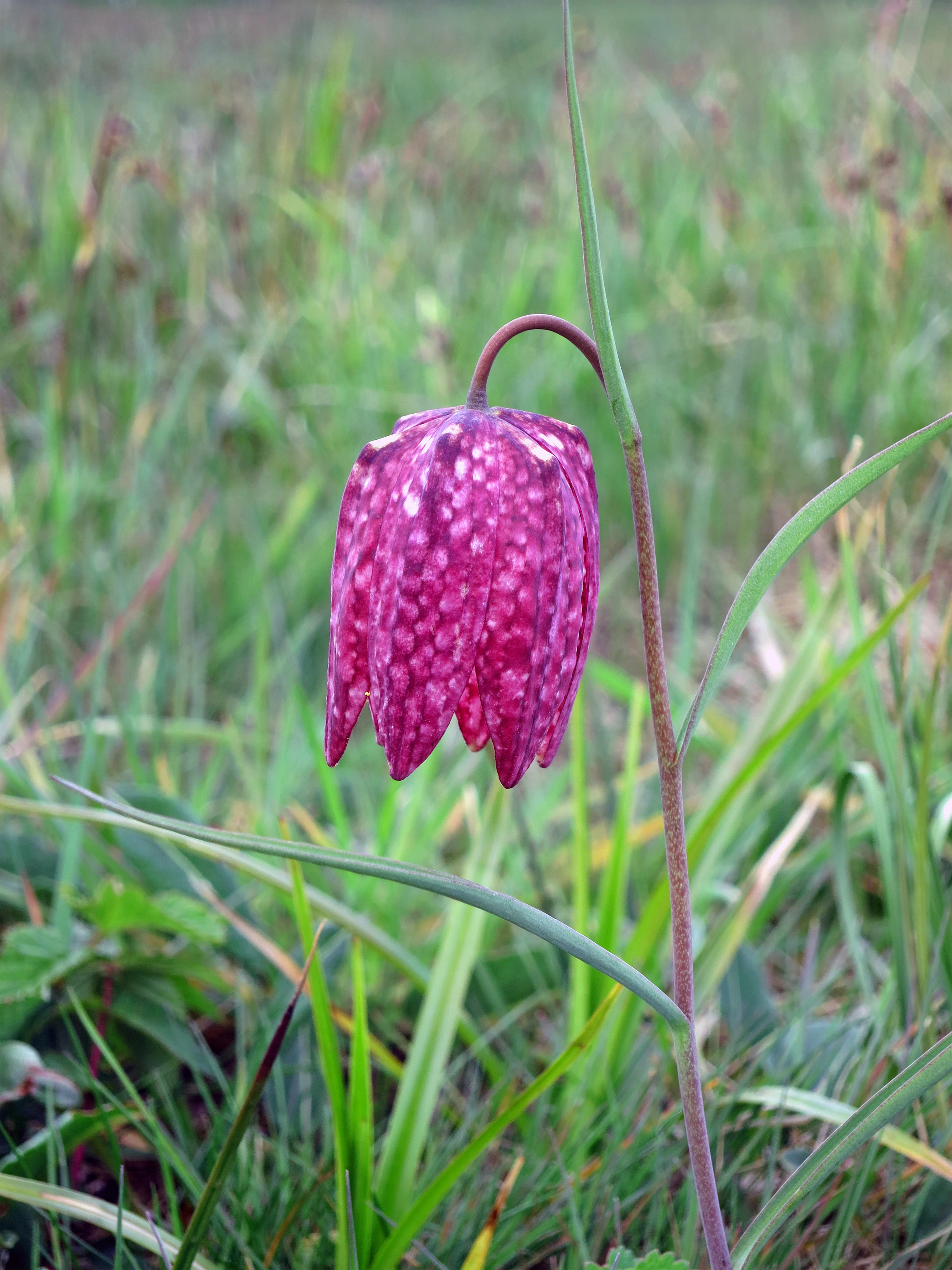 A close up of a single purple, checkered snake's head fritillary flower hanging from a slender green stem in a grassy meadow.