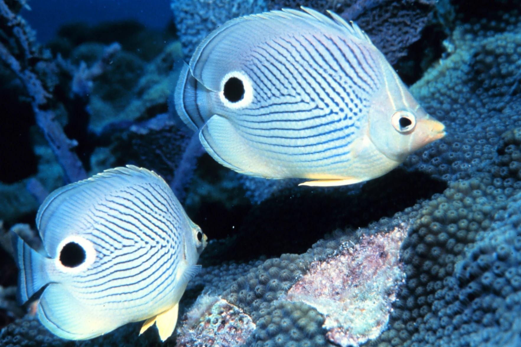 Two foureye butterflyfish, characterized by their white bodies with thin black diagonal stripes and a prominent black eye-spot near the tail, swimming above textured coral underwater.