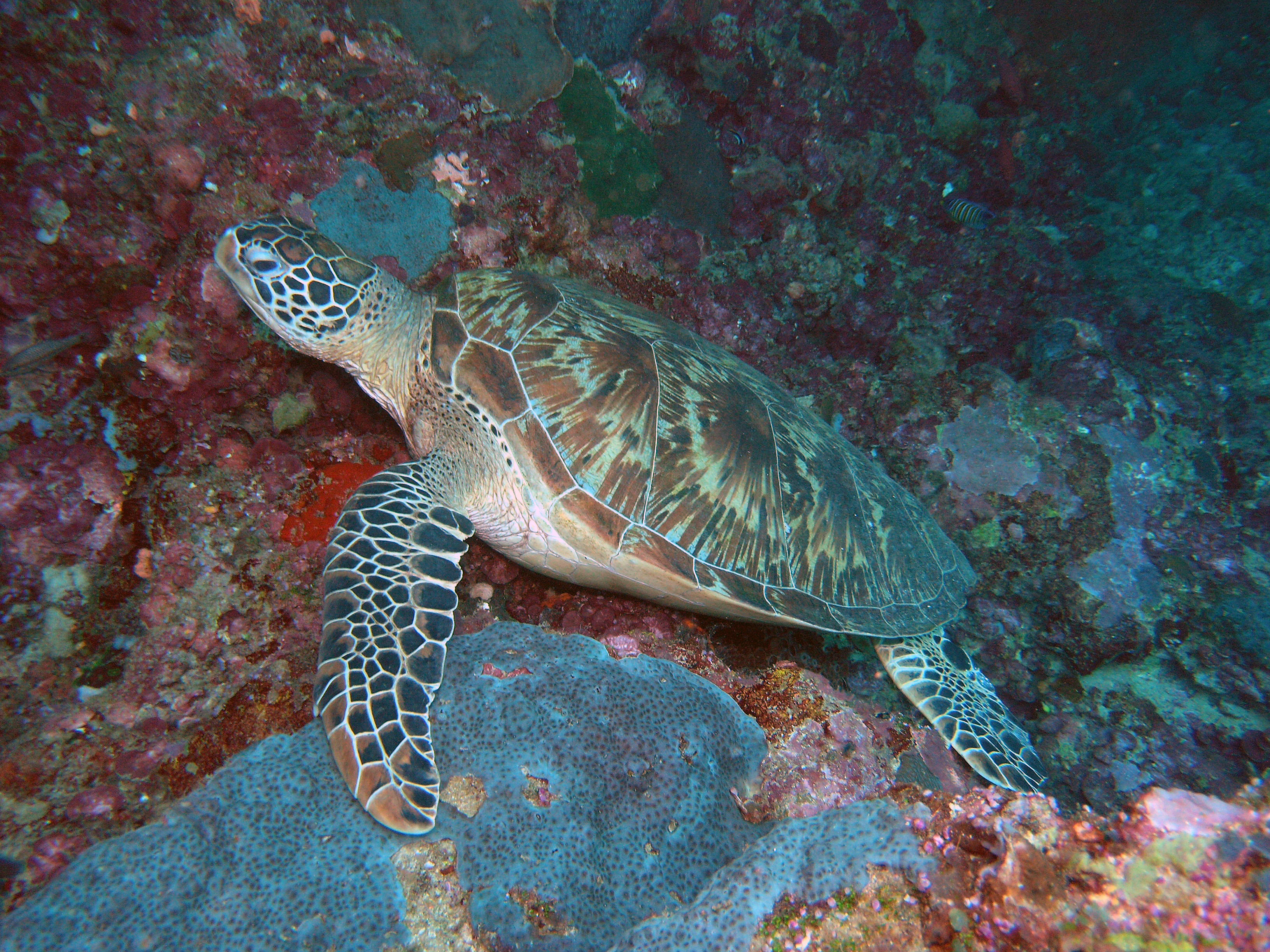 A sea turtle with a patterned shell resting on a textured, colorful underwater coral reef.