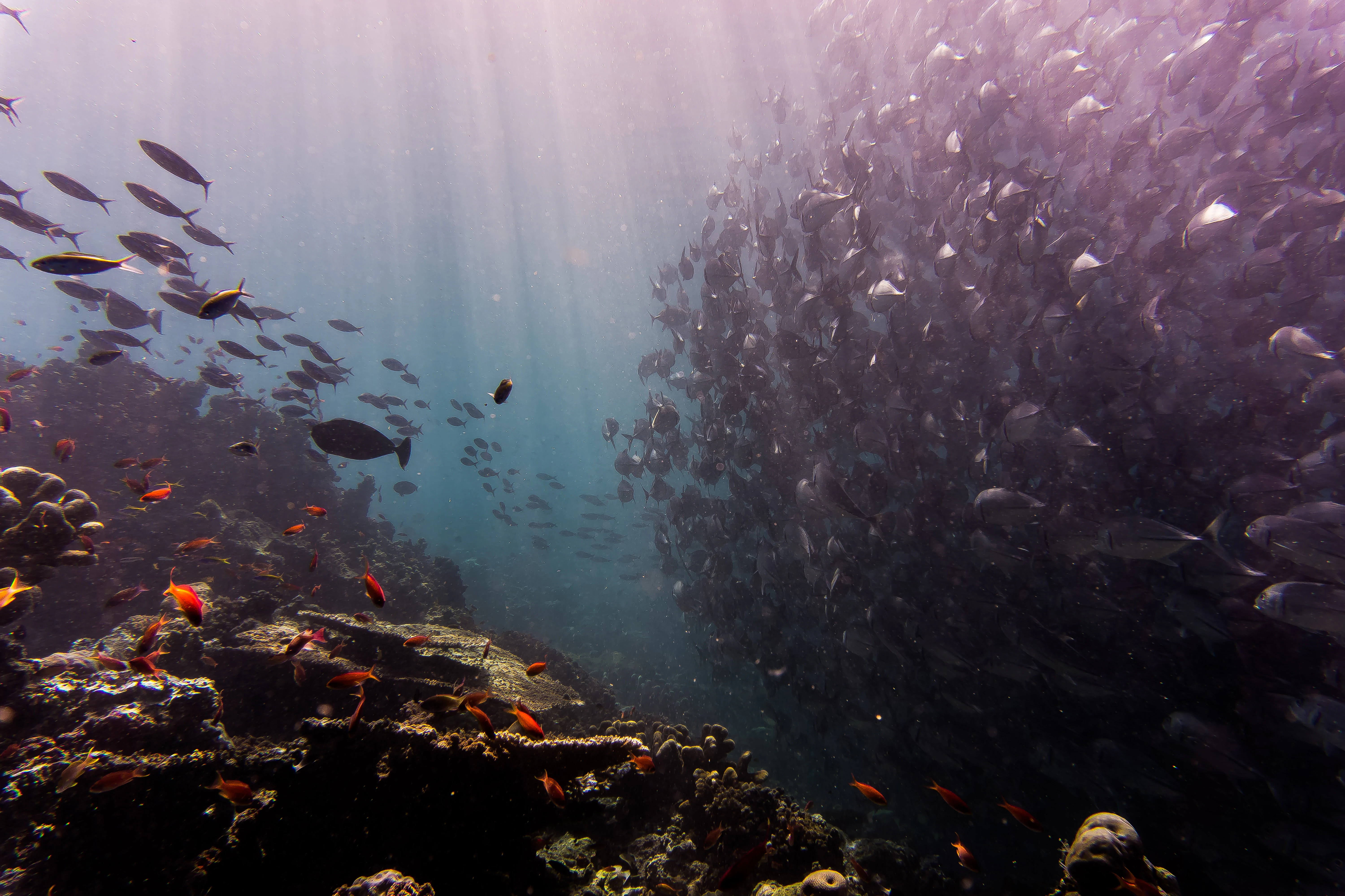 An underwater view showing a massive school of fish on the right and a coral reef on the left, with shafts of light filtering down through the water.