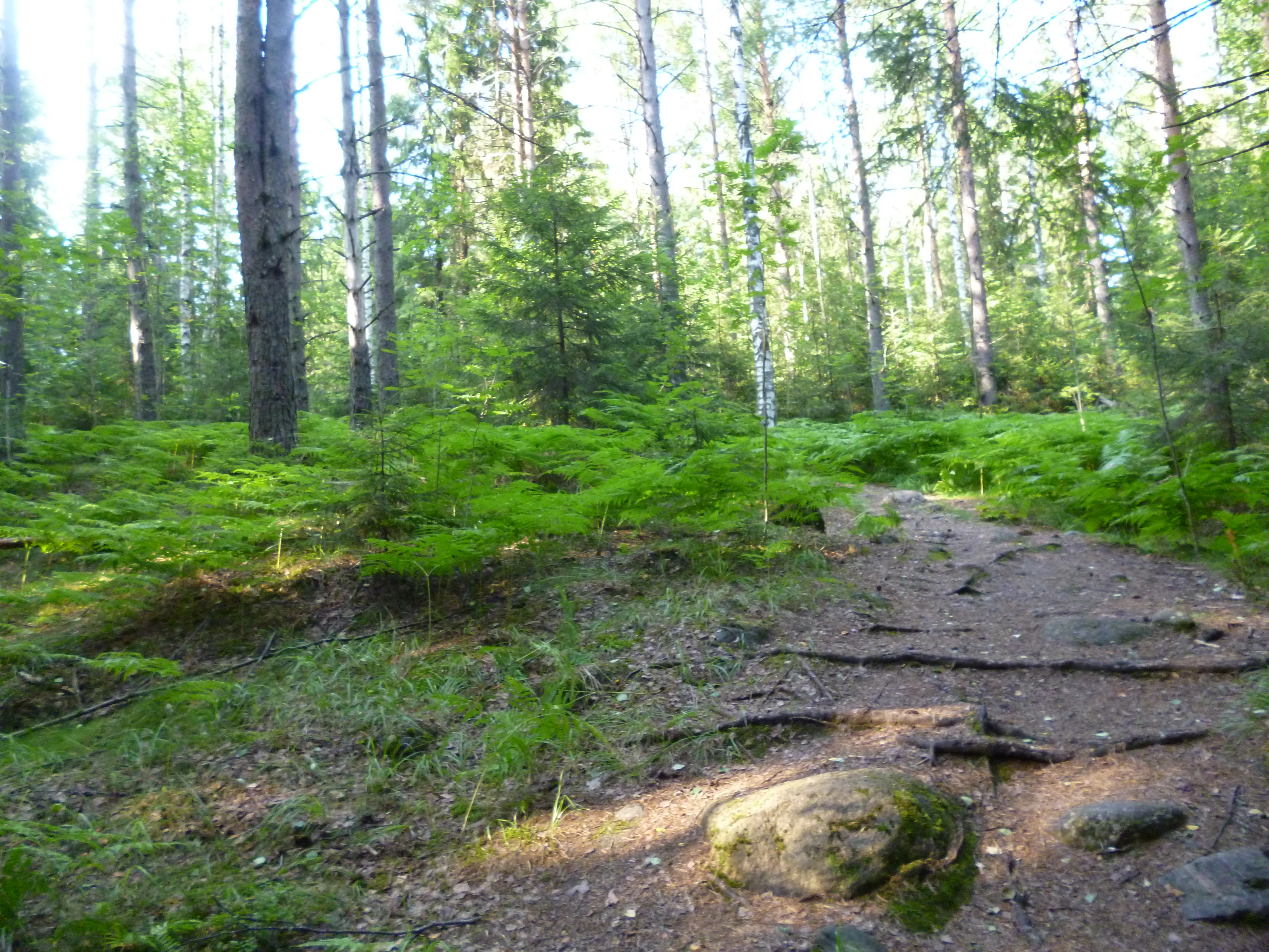 Dirt trail winding through forest with tall trees, ferns, and rocks under dappled sunlight