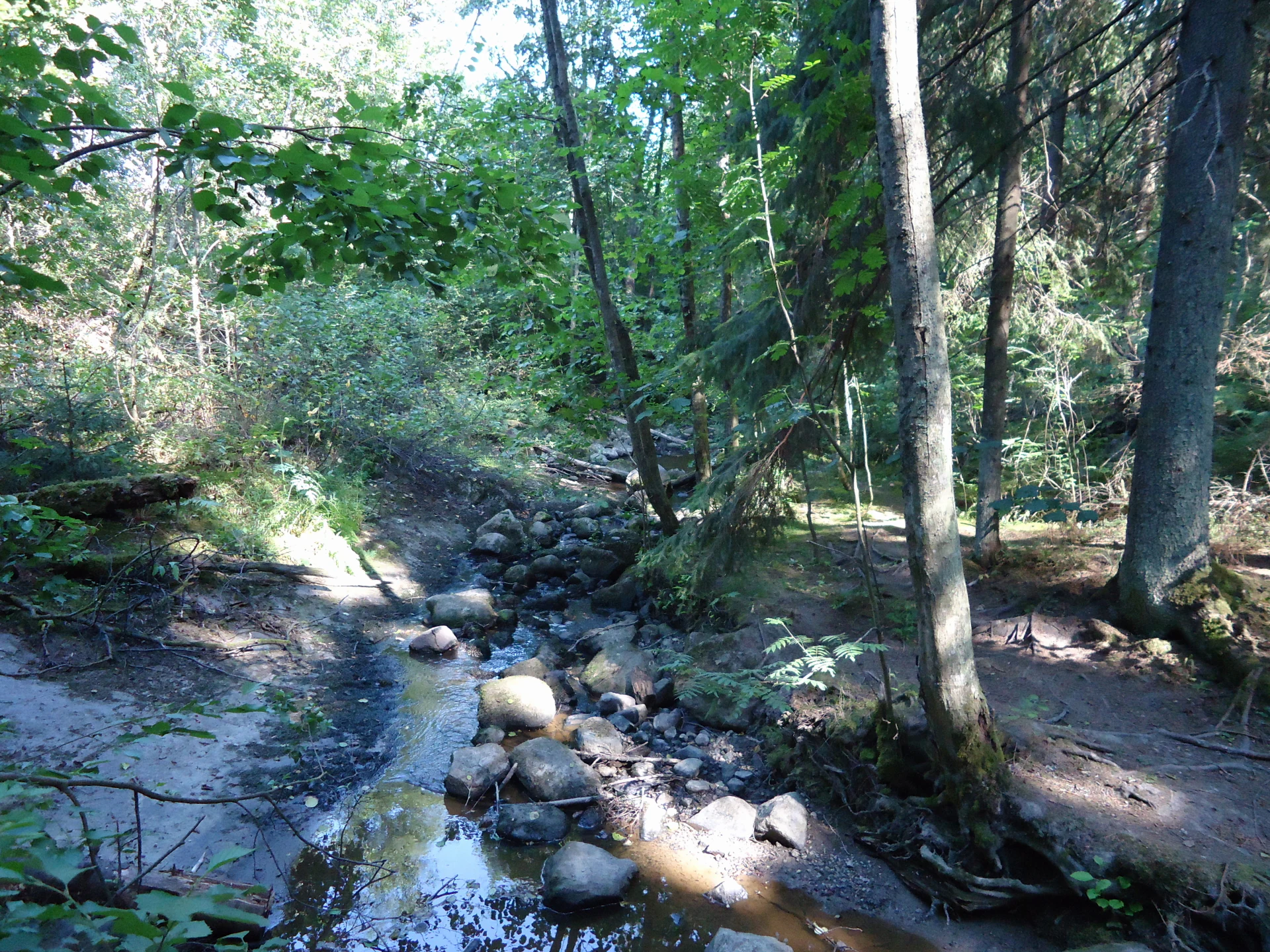 A narrow stream with rocks flowing through a forested area with tall trees and green foliage
