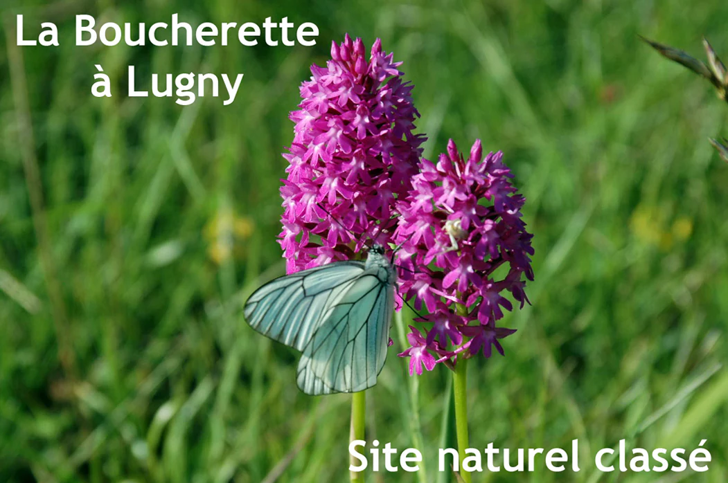 Close-up photograph of pink-purple orchid flowers with a white butterfly resting on them, set against a blurred green grassy background, with French text reading 'La Boucherette à Lugny' and 'Site naturel classé'