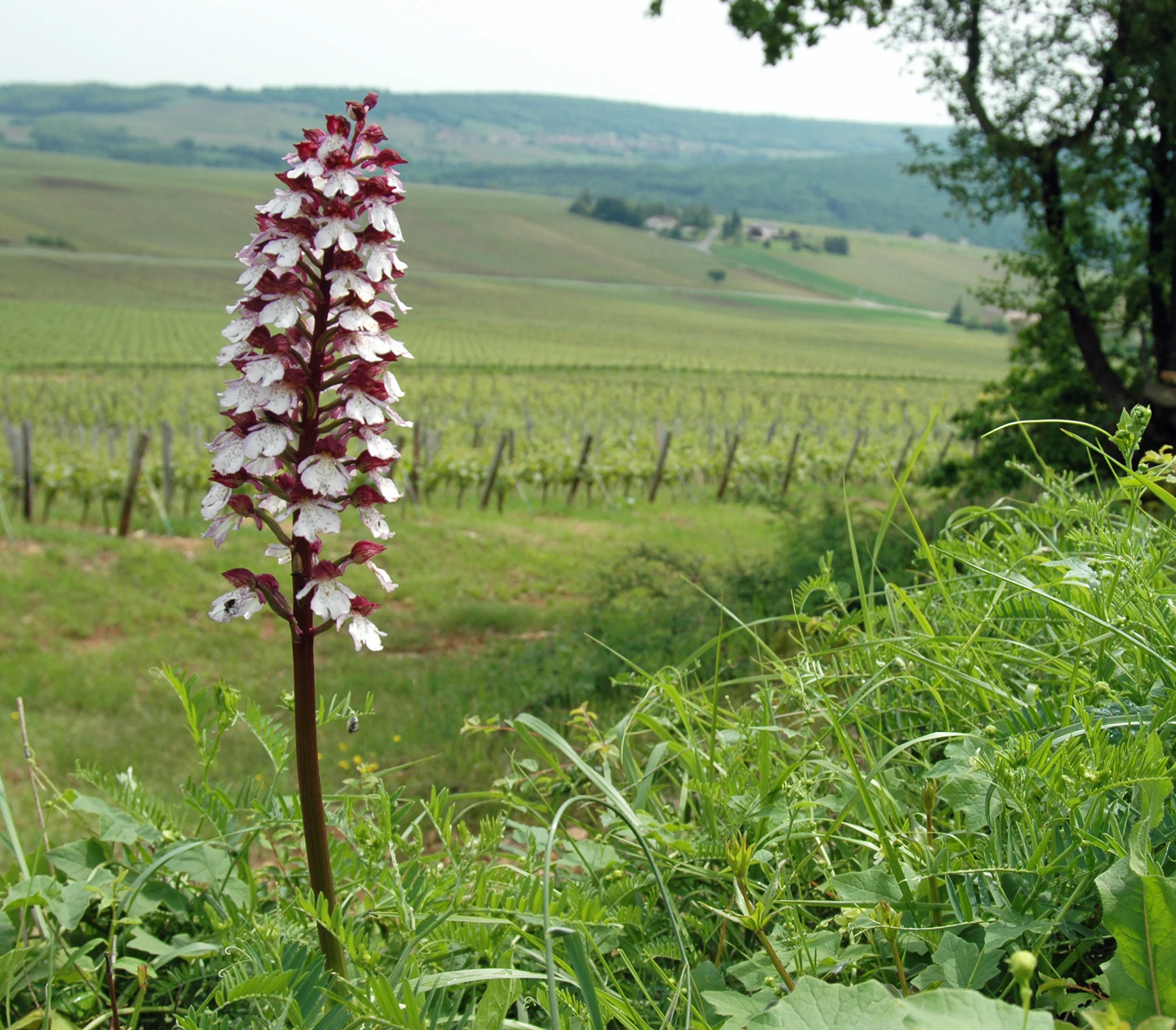A tall orchid plant with white and deep red flowers growing in green grass, with a vineyard and rolling hills visible in the background.