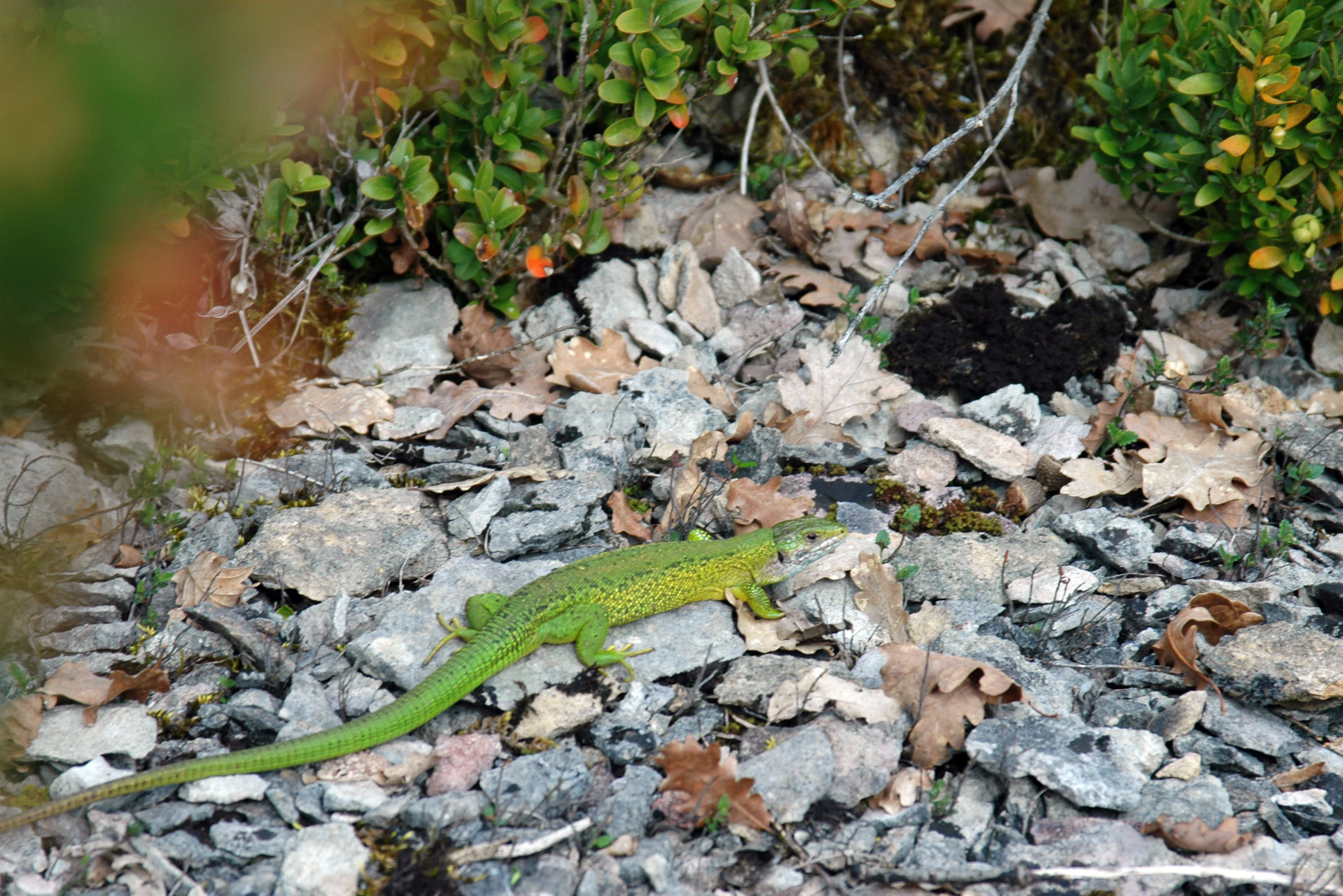 A bright green lizard walking across grey rocks and dry brown leaves with green bushes in the background.