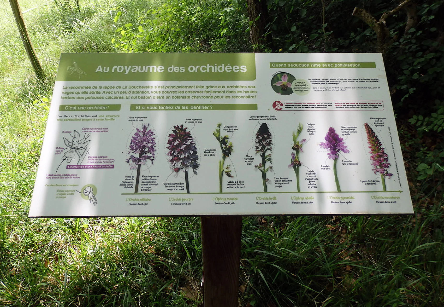 An informational sign mounted on a wooden post in a grassy wooded area, displaying illustrations and French text descriptions of various wild orchid species under the heading 'Au royaume des orchidées'.