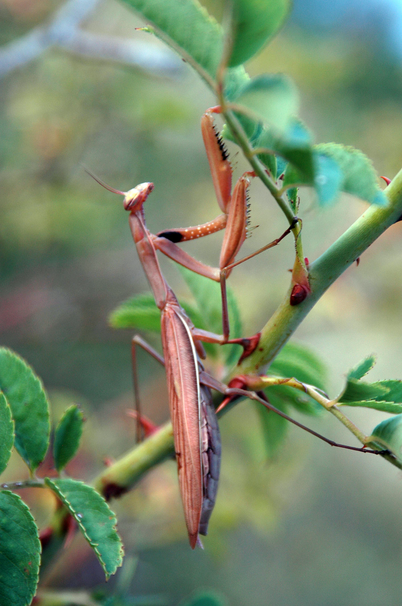 A brown praying mantis hanging upside down on a green thorny plant stem with leaves.